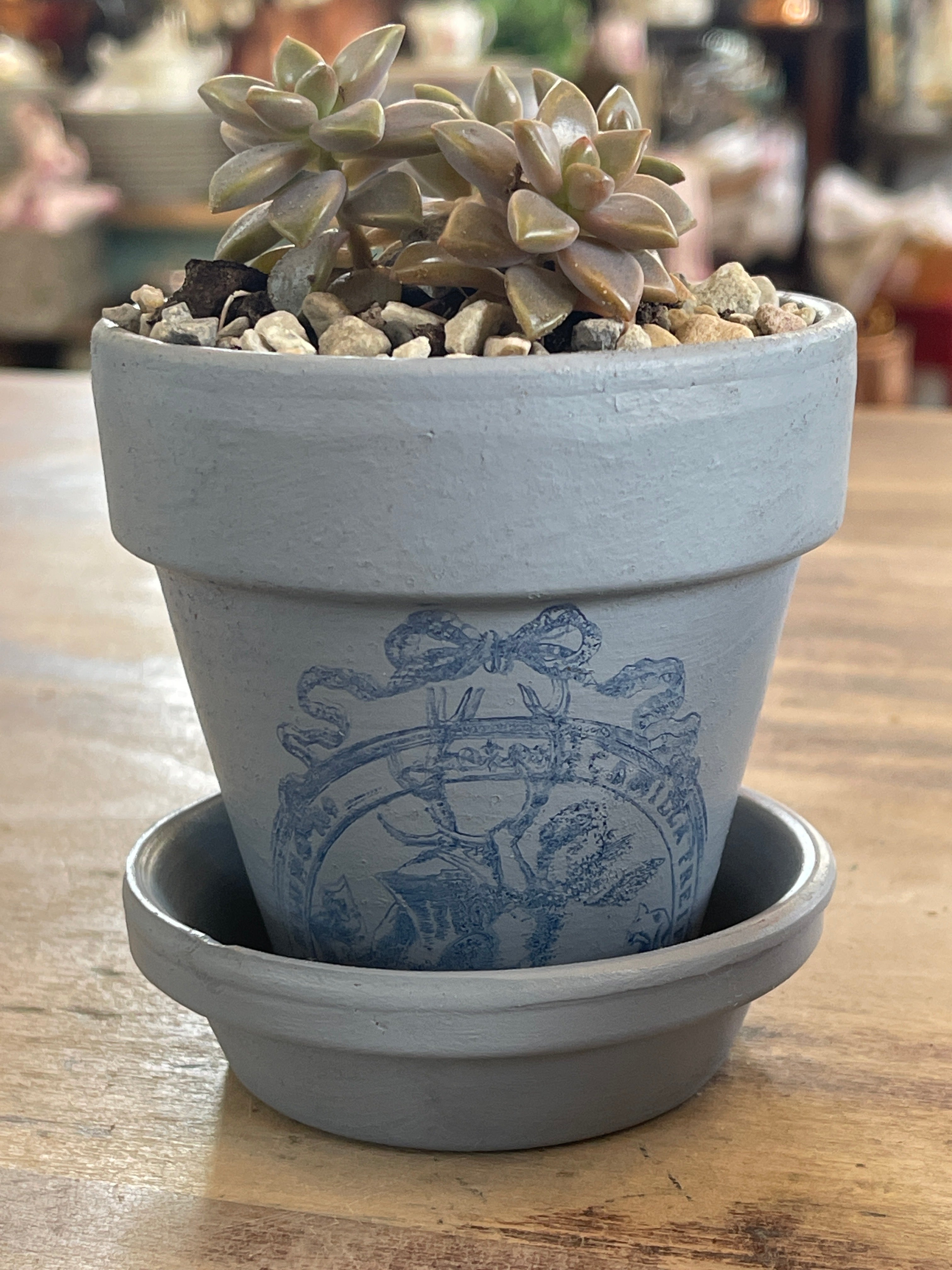 Succulent in Mini Terracotta Pot with saucer