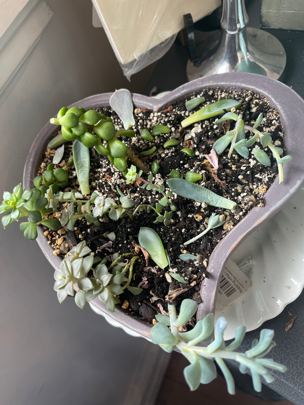 Hand painted plot planted with succulents - sold individually
