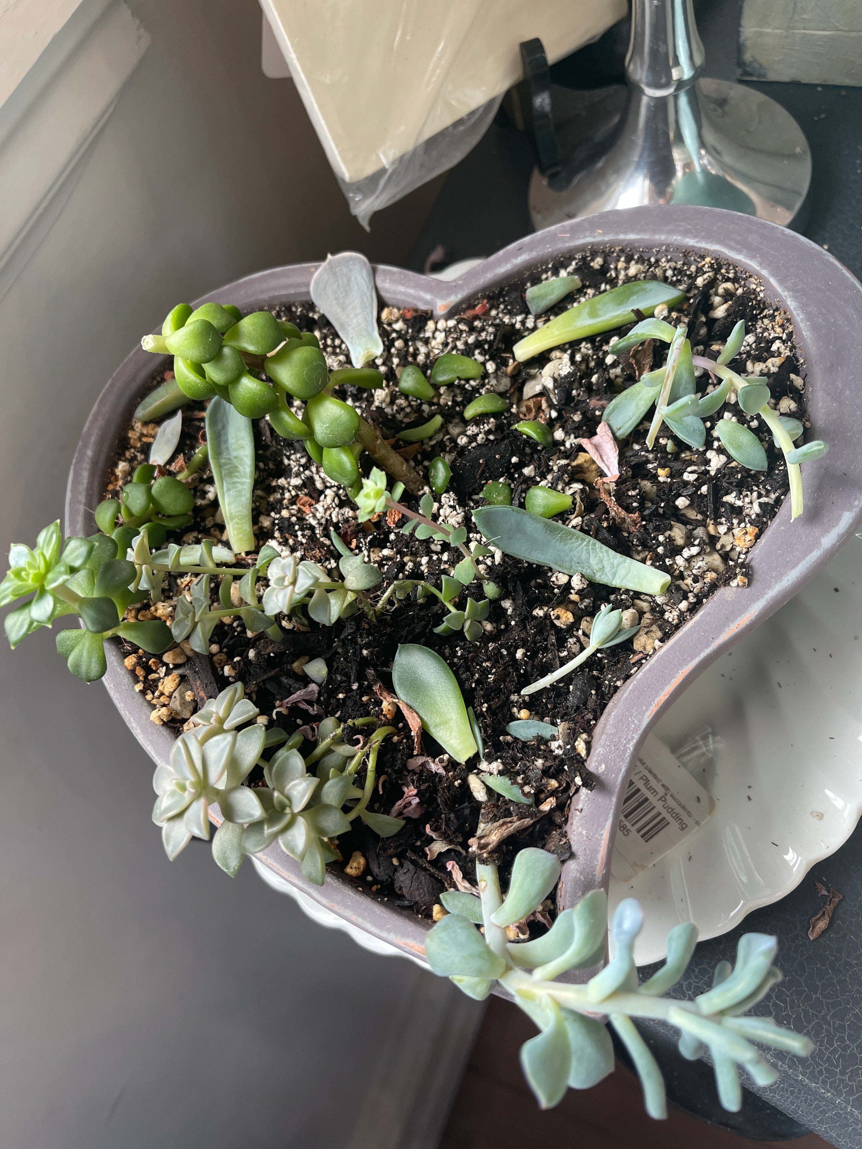 Hand painted plot planted with succulents - sold individually