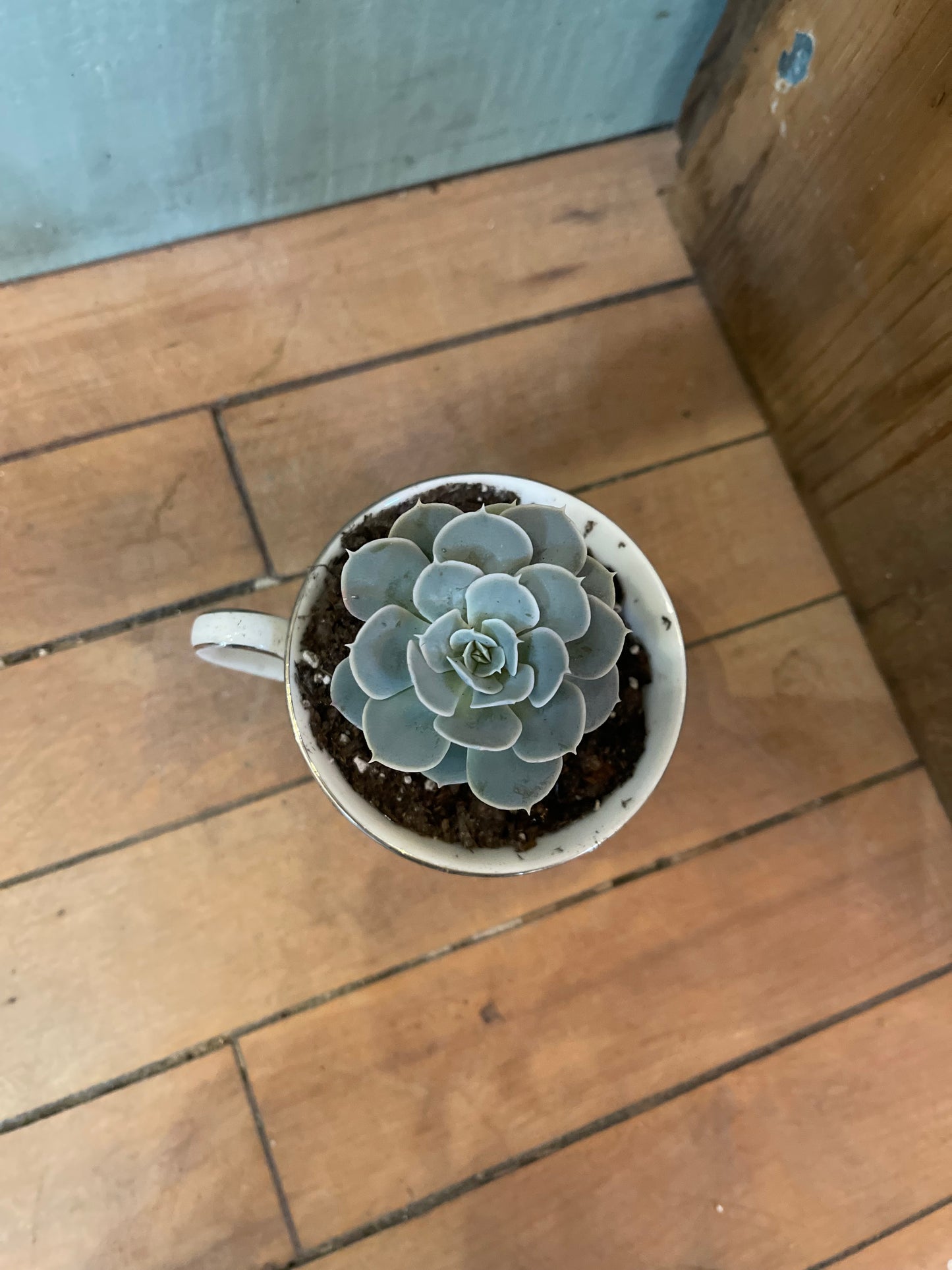 Royal Doulton flower, lace, teacup with live succulent