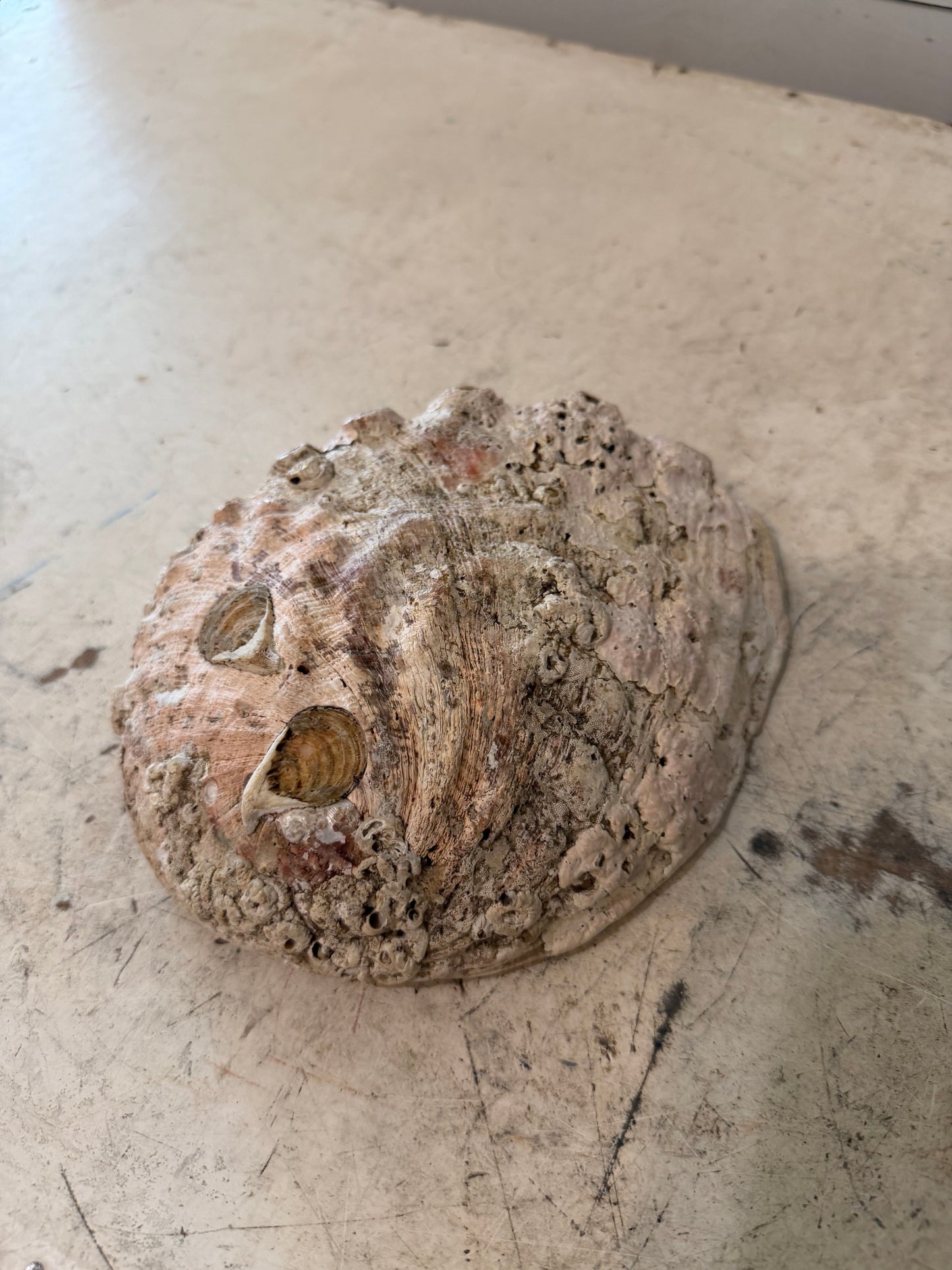 Vintage abalone show