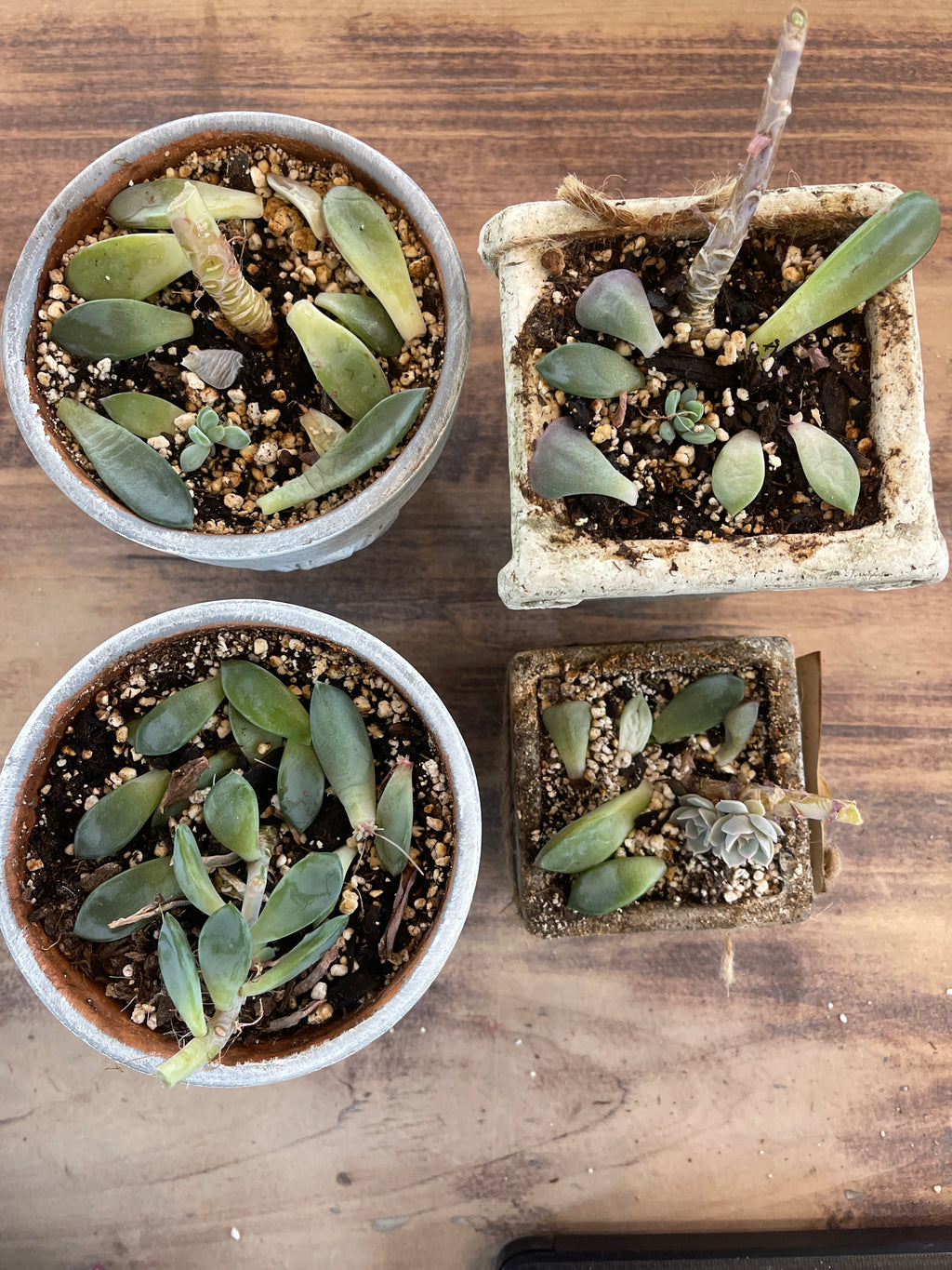 Pot with succulent - sold individually
