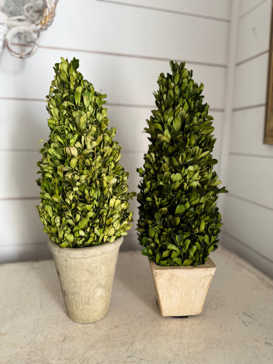 Preserved boxwood topiary - Sold separately