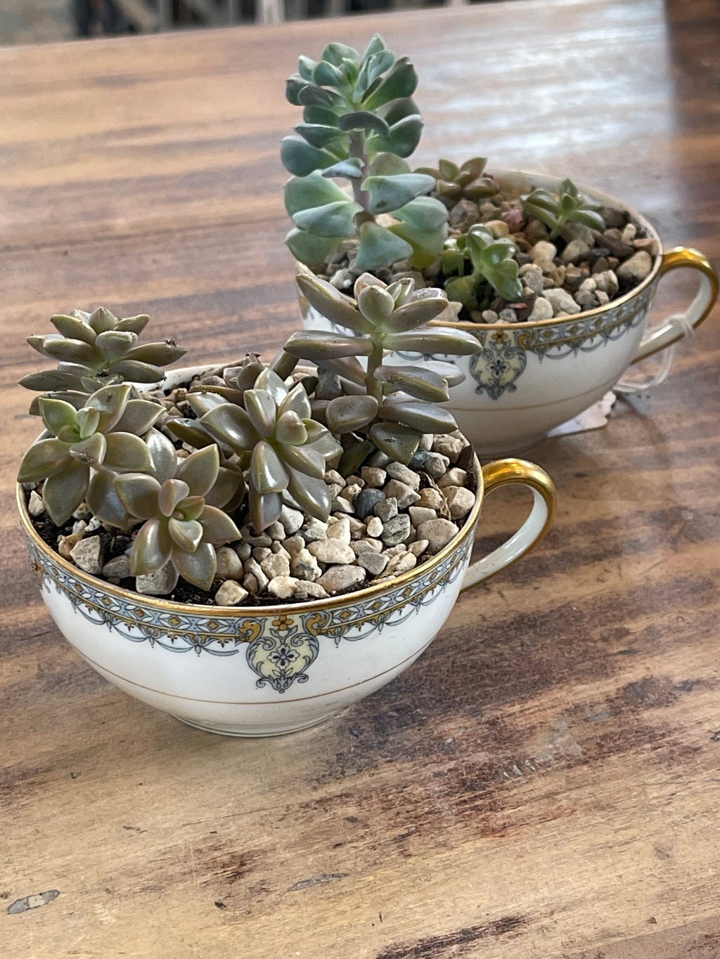 Teacup Succulent Garden- sold individually