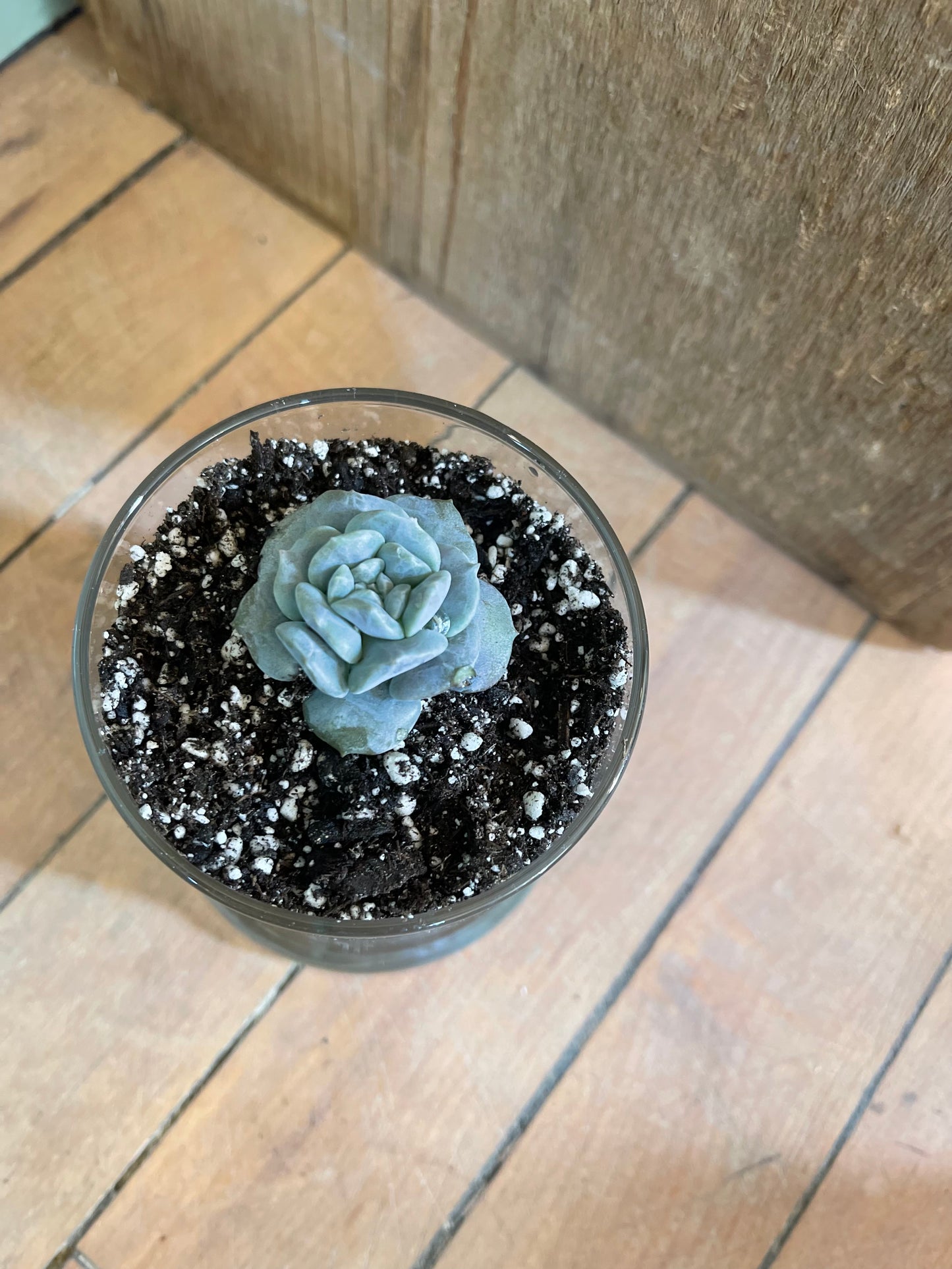 Planted succulent in glass vessel