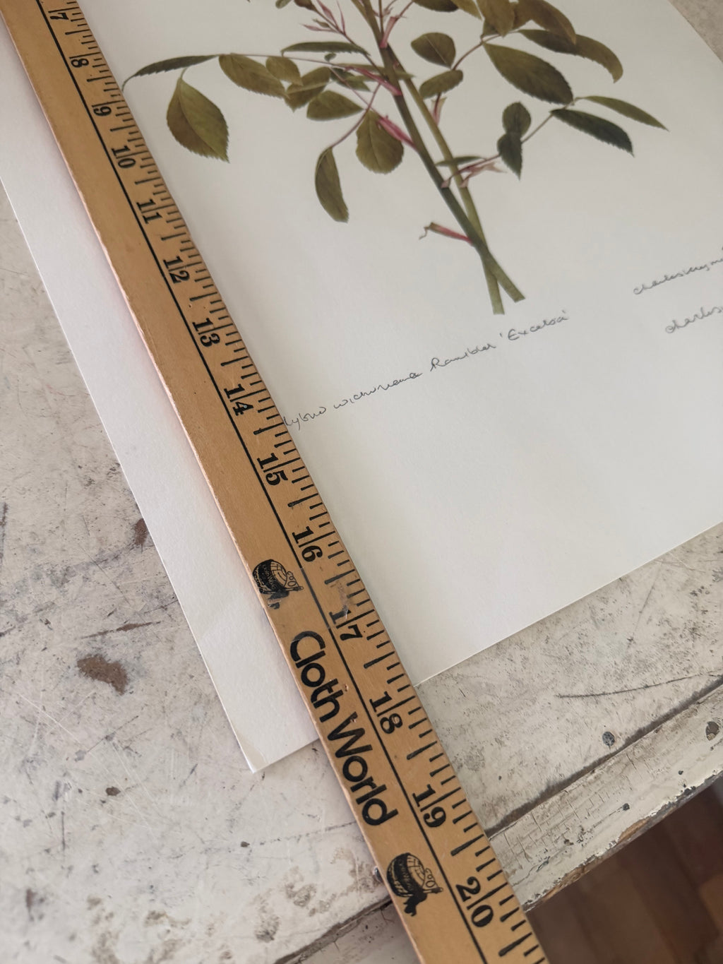 Frame will get painted and botanical print