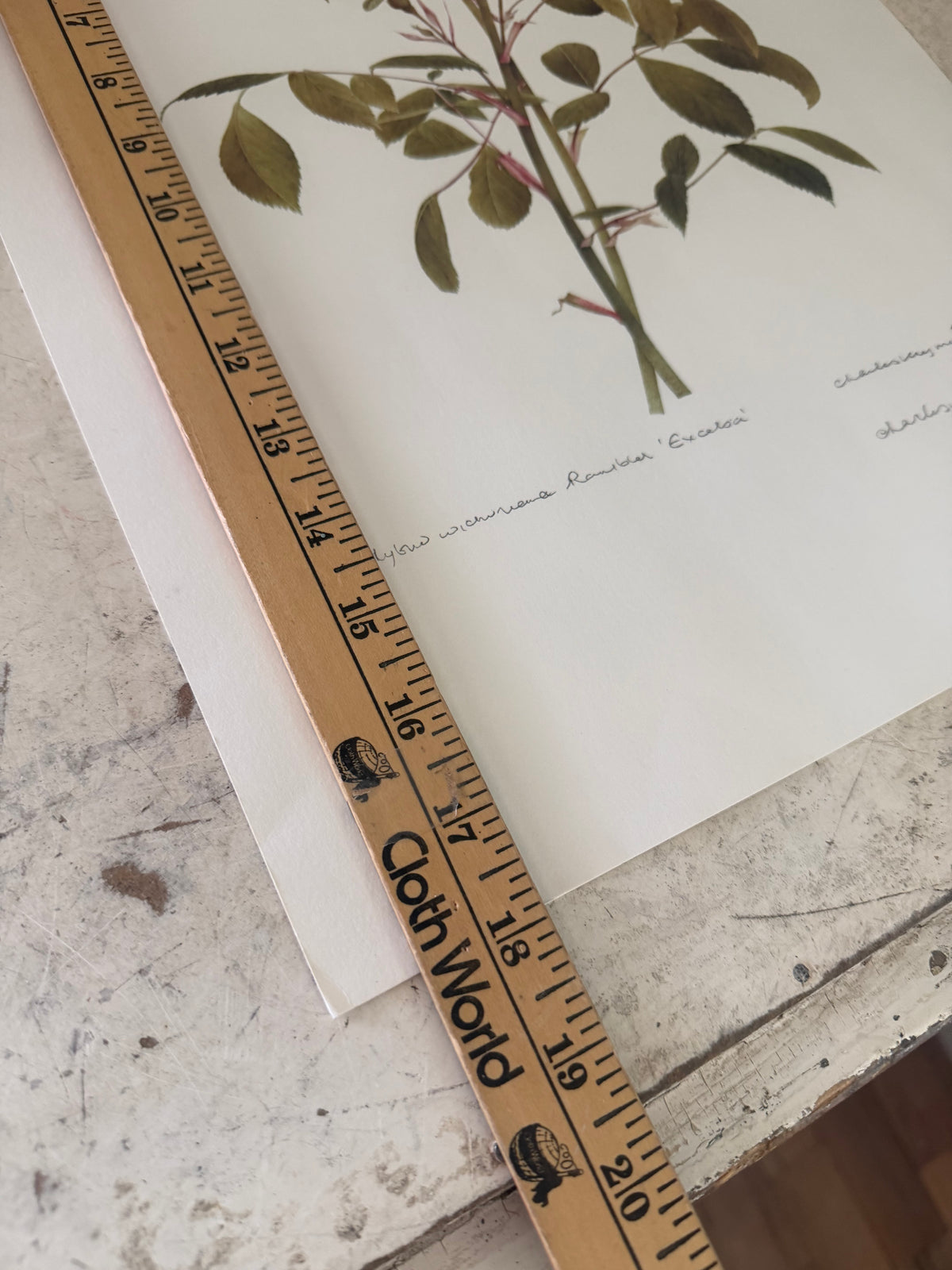 Frame will get painted and botanical print
