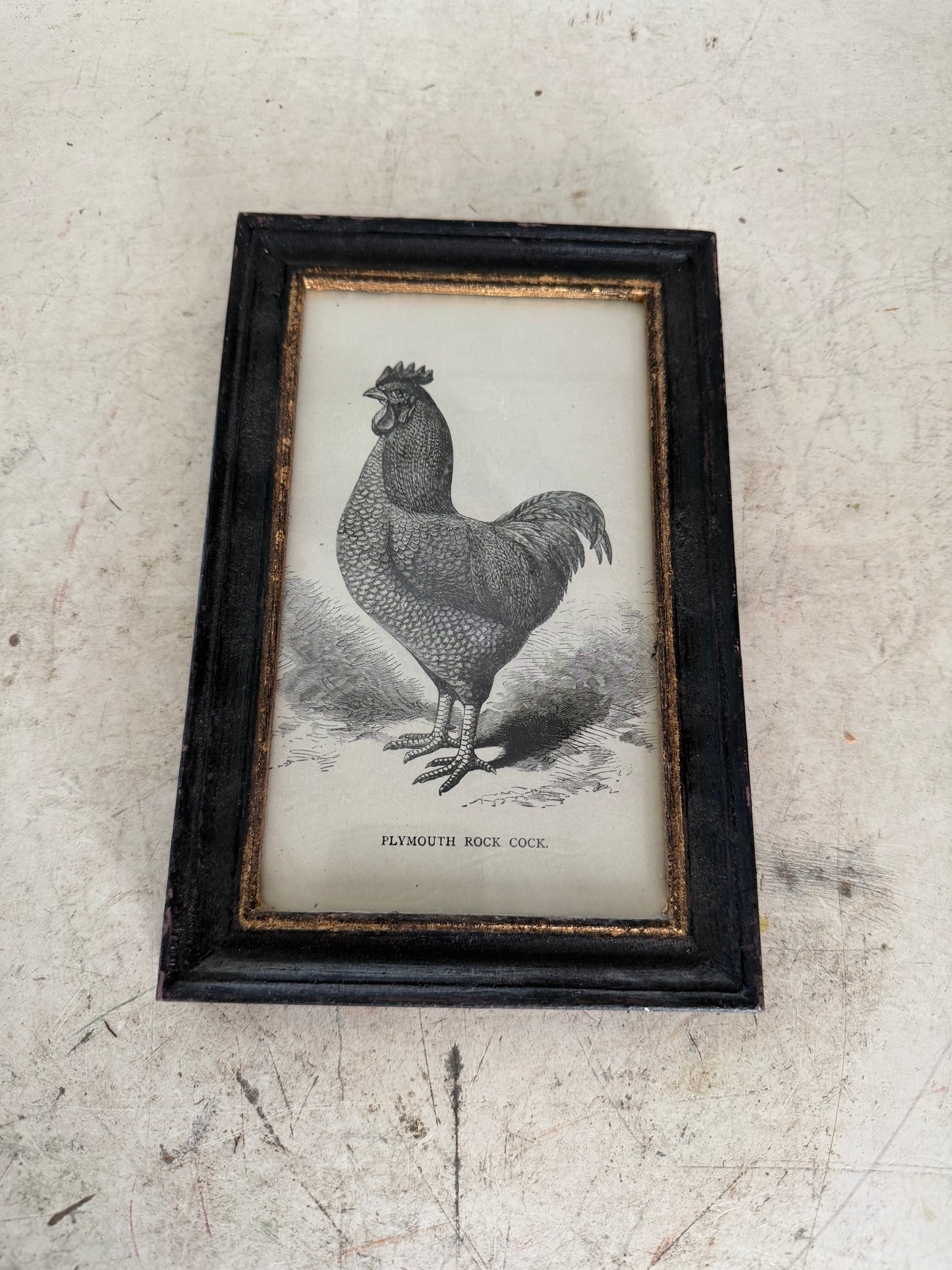 Plymouth Rock Cock Framed Print