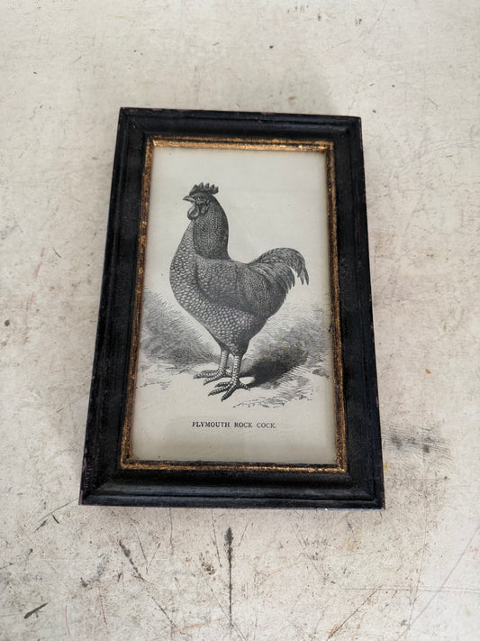 Plymouth Rock Cock Framed Print