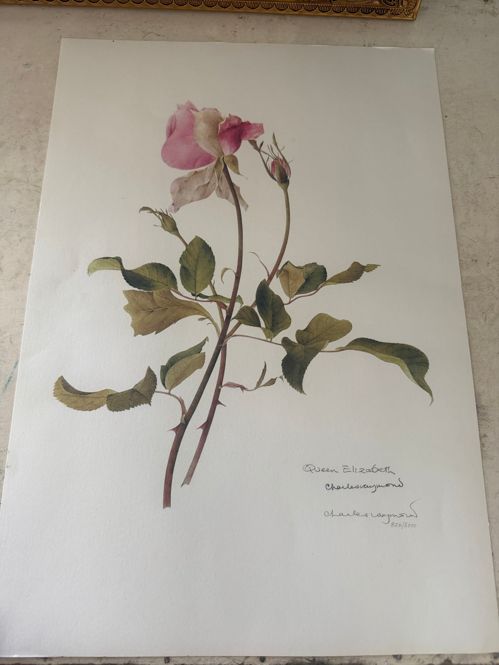 Frame will get painted and botanical print