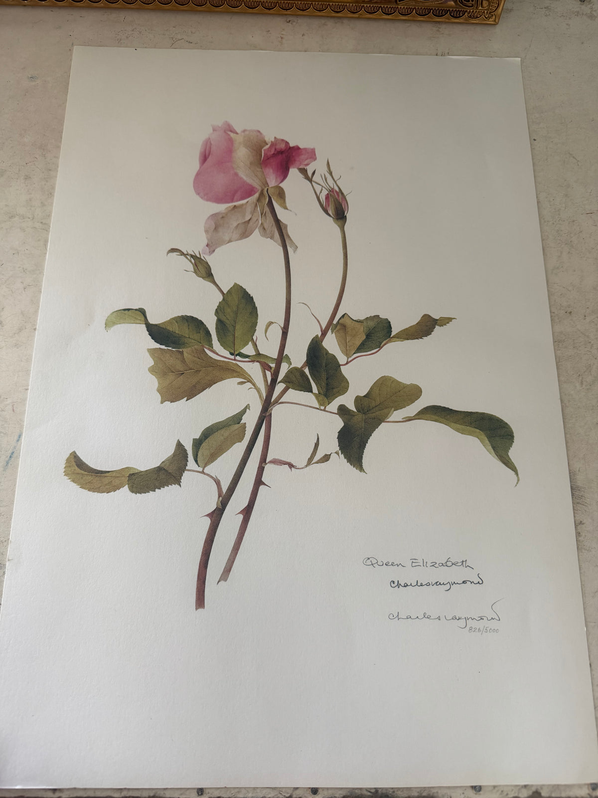 Frame will get painted and botanical print