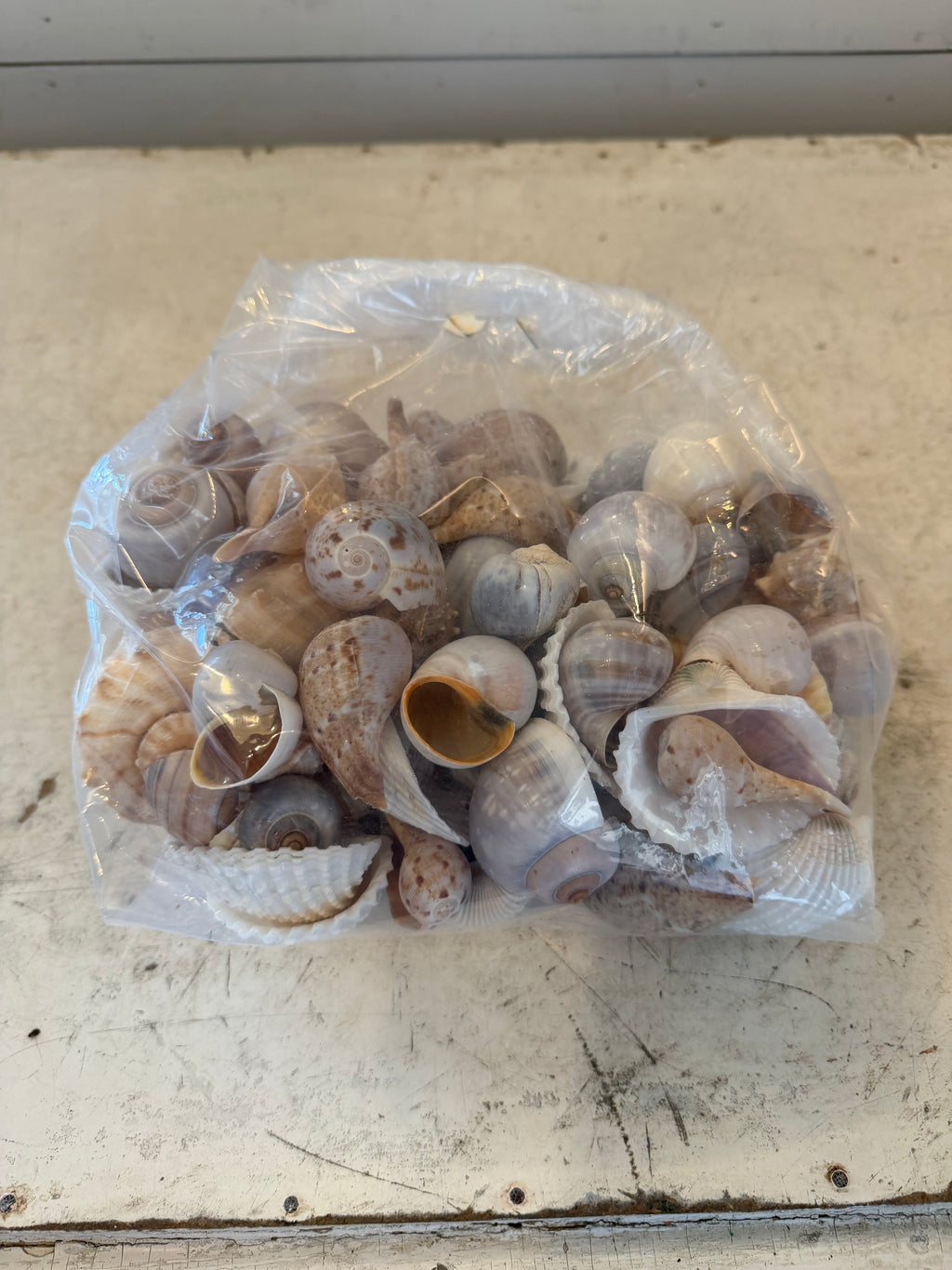 Assorted Seashells - Sold as a set