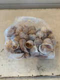 Assorted Seashells - Sold as a set