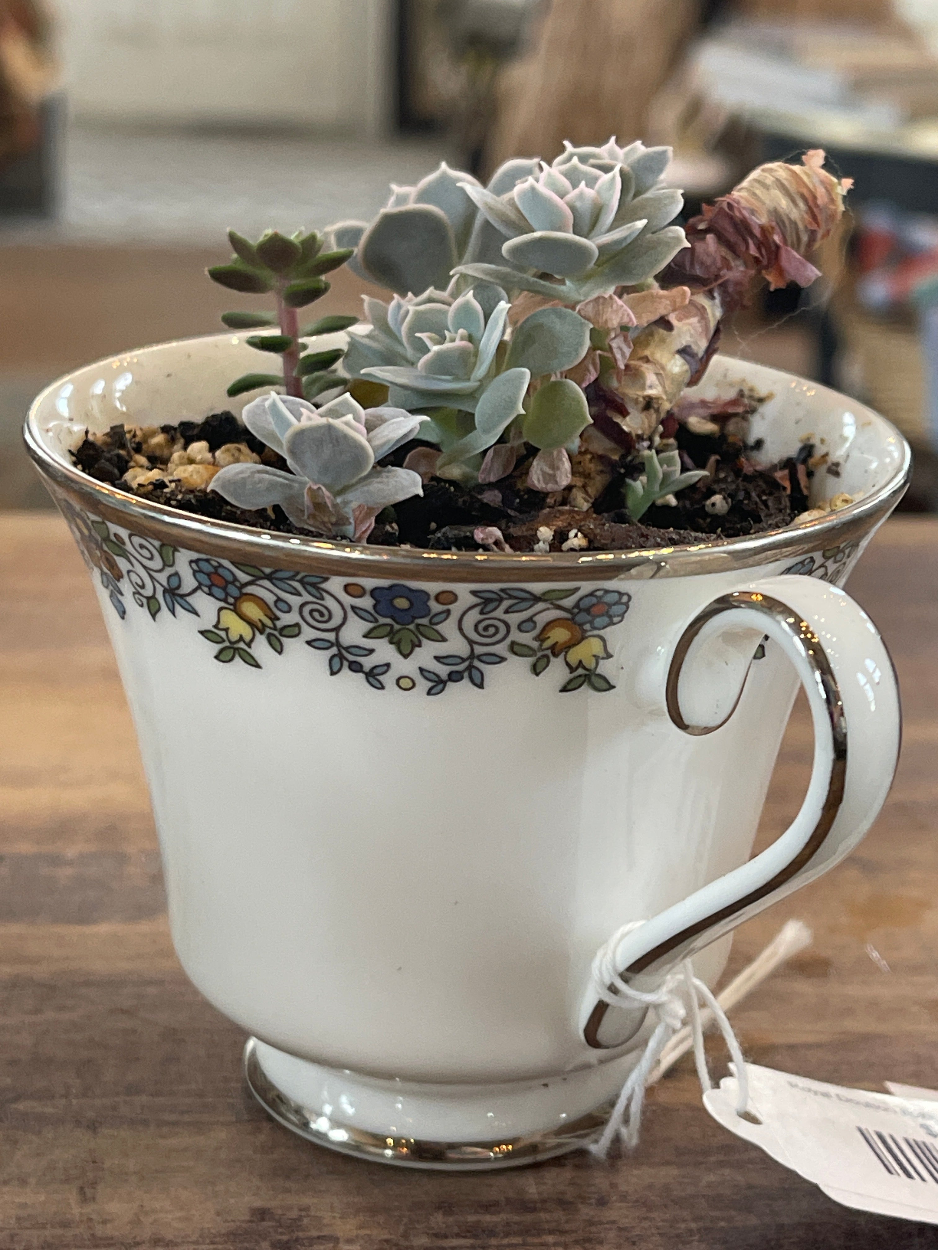 Royal Doulton flower, lace, teacup with live succulent