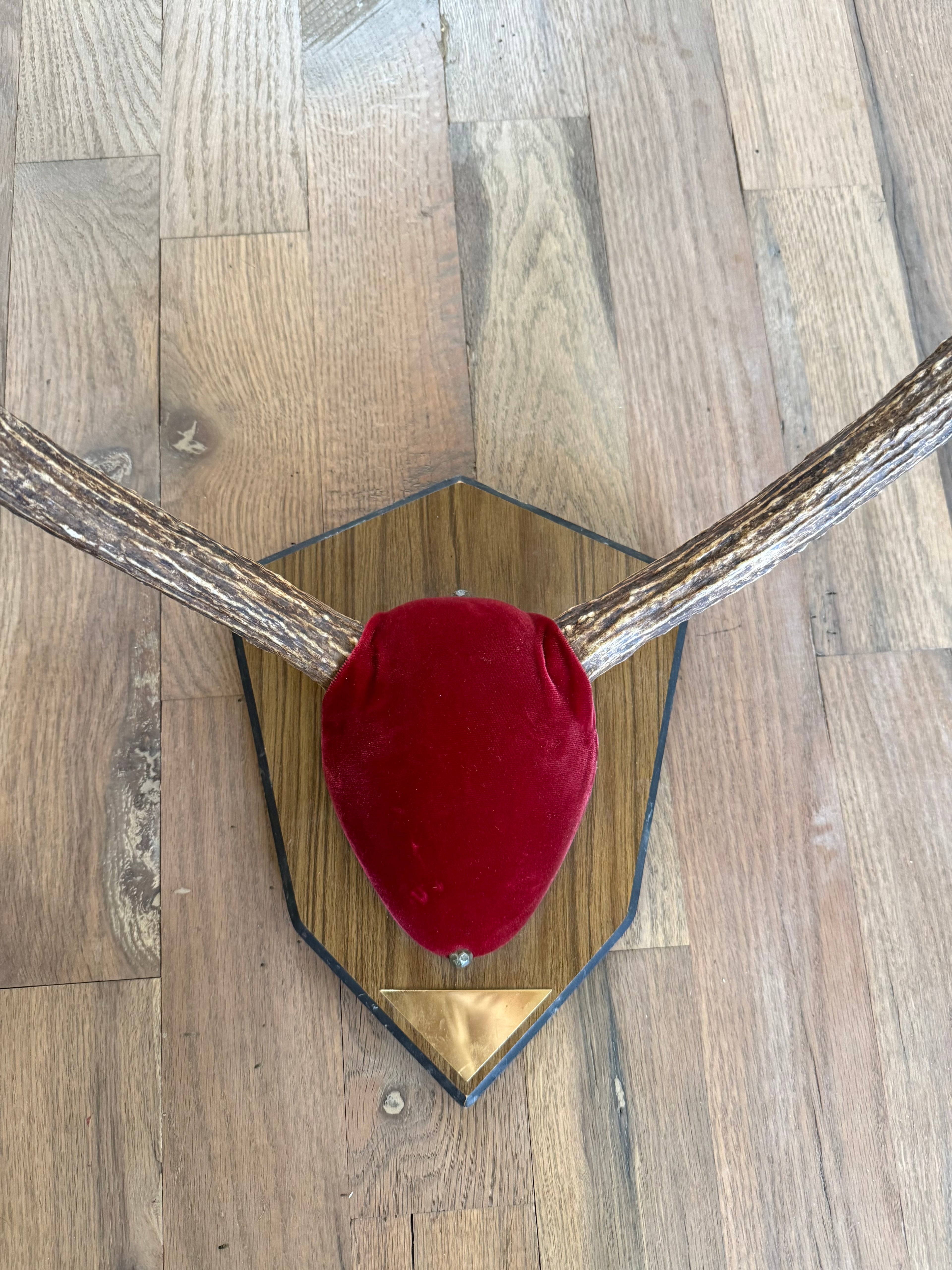 Mid Century Vintage Mounted Trophy Elk Antlers