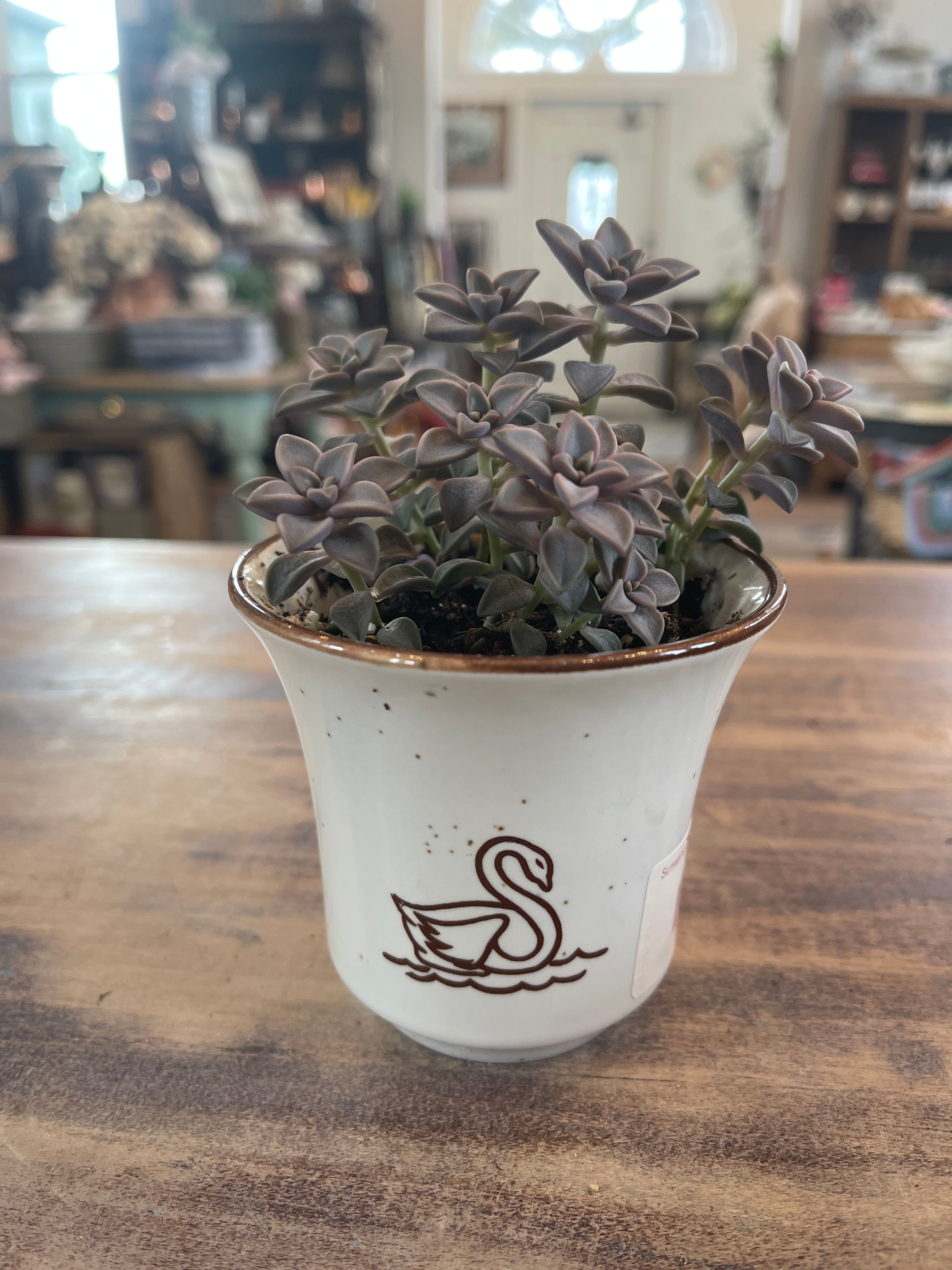 Schwans Speckled Cup with live Succulent