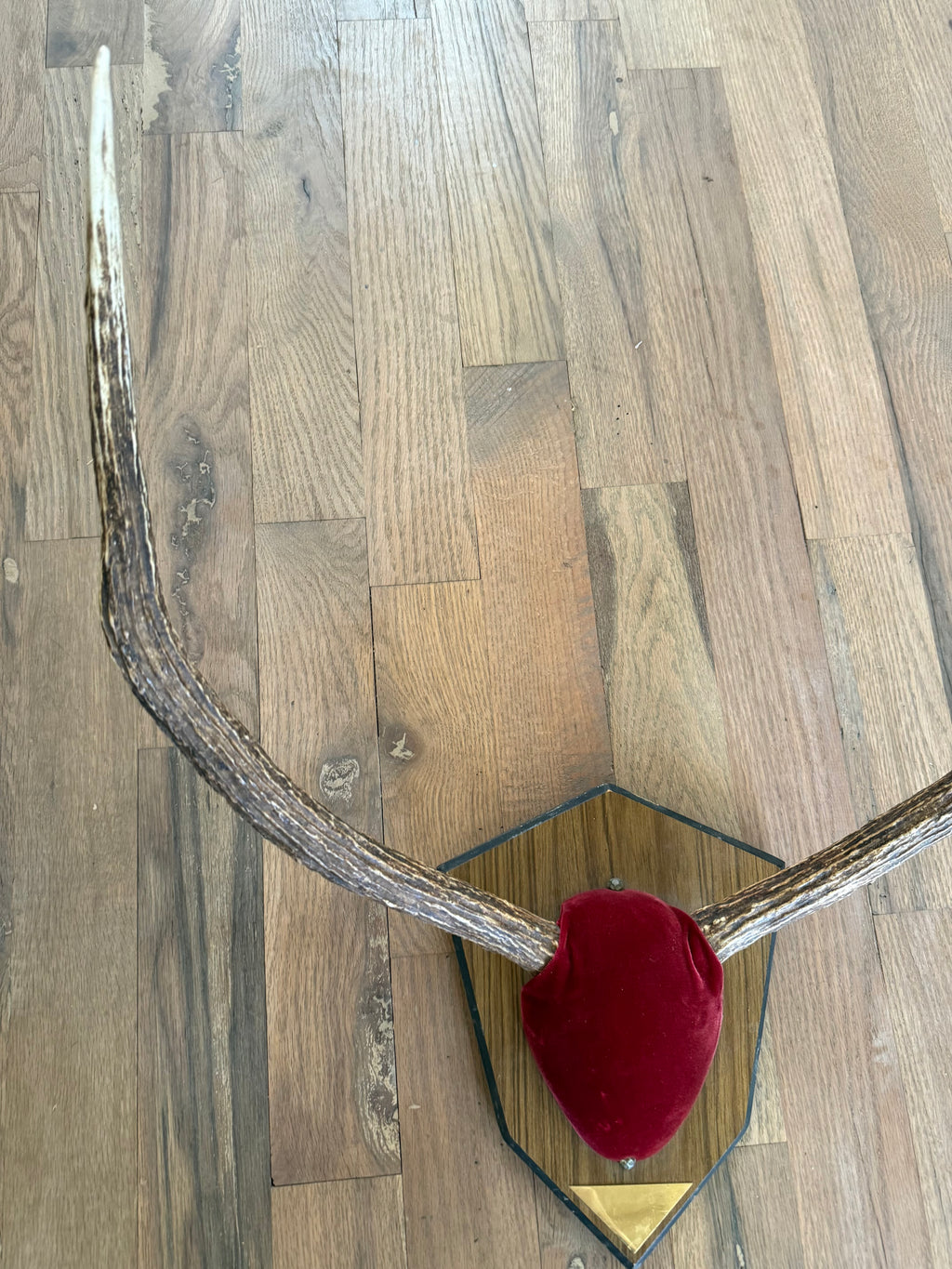 Mid Century Vintage Mounted Trophy Elk Antlers