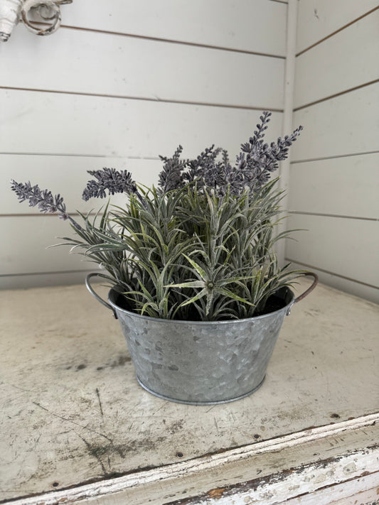 Lavender in Galvanized Bucket
