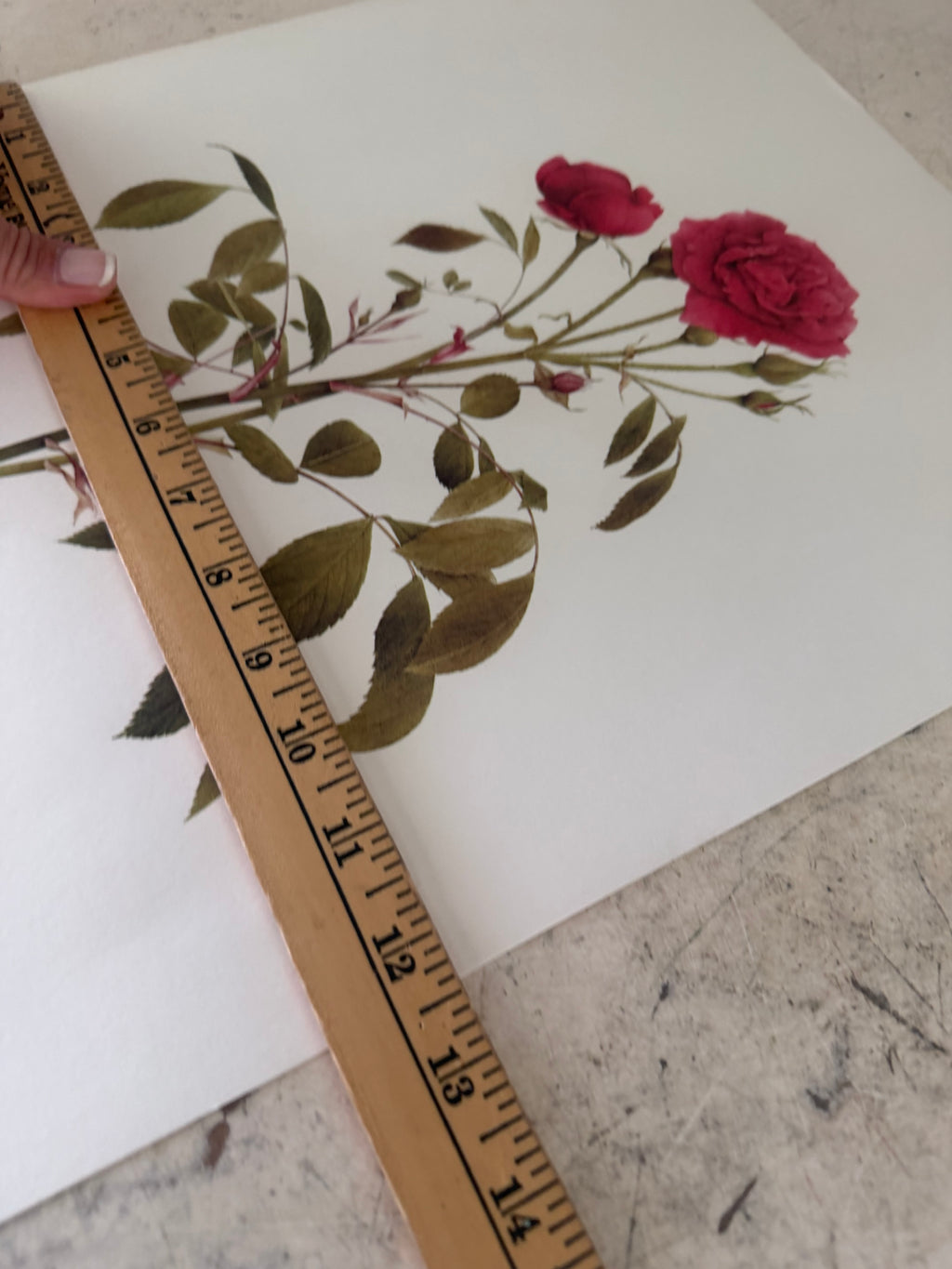 Frame will get painted and botanical print