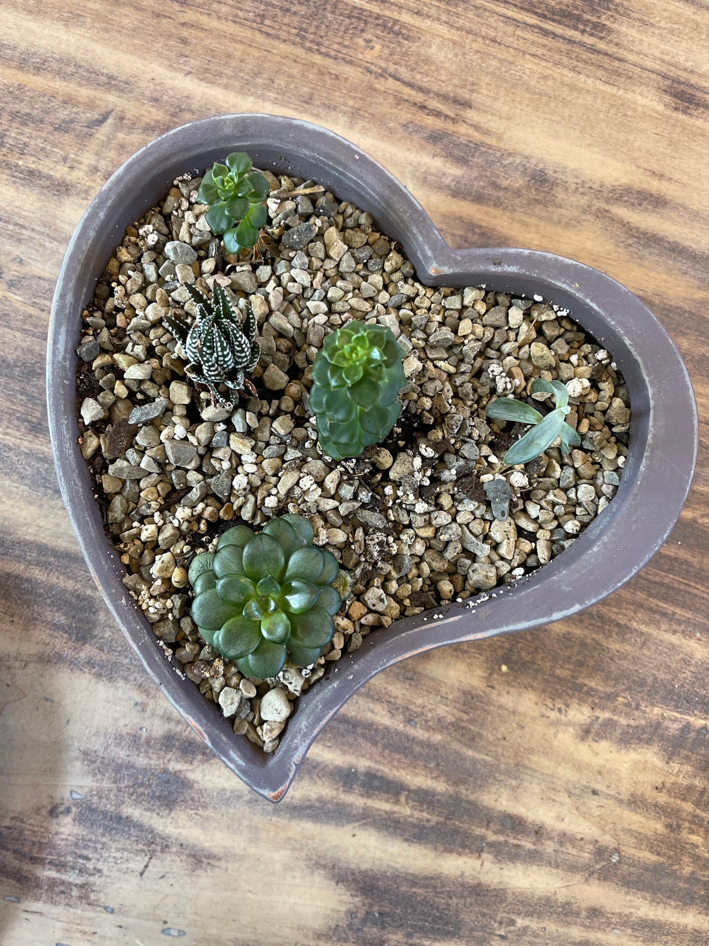 Hand painted plot planted with succulents - sold individually