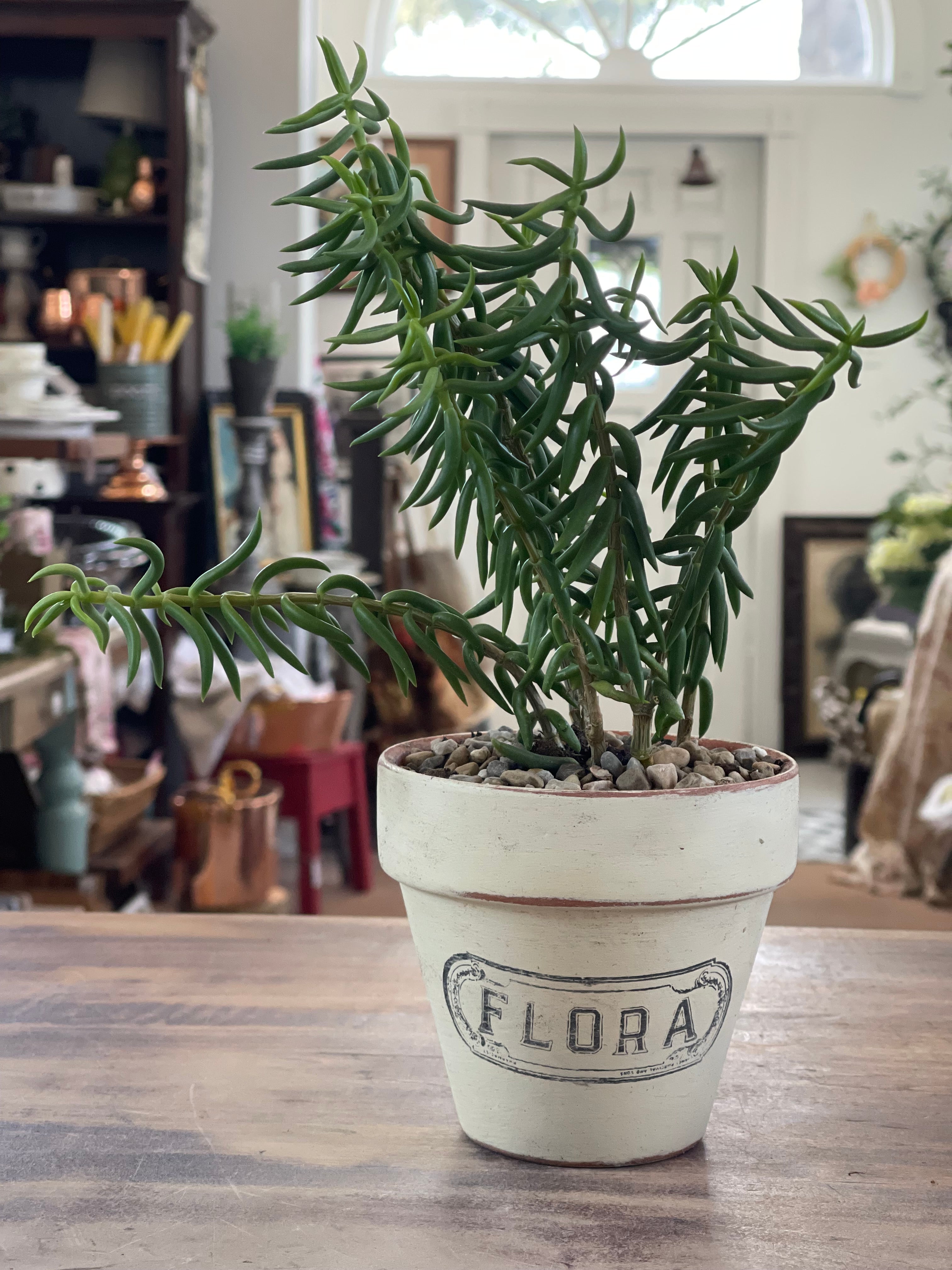Flora Painted Terracotta Pot with Succulent