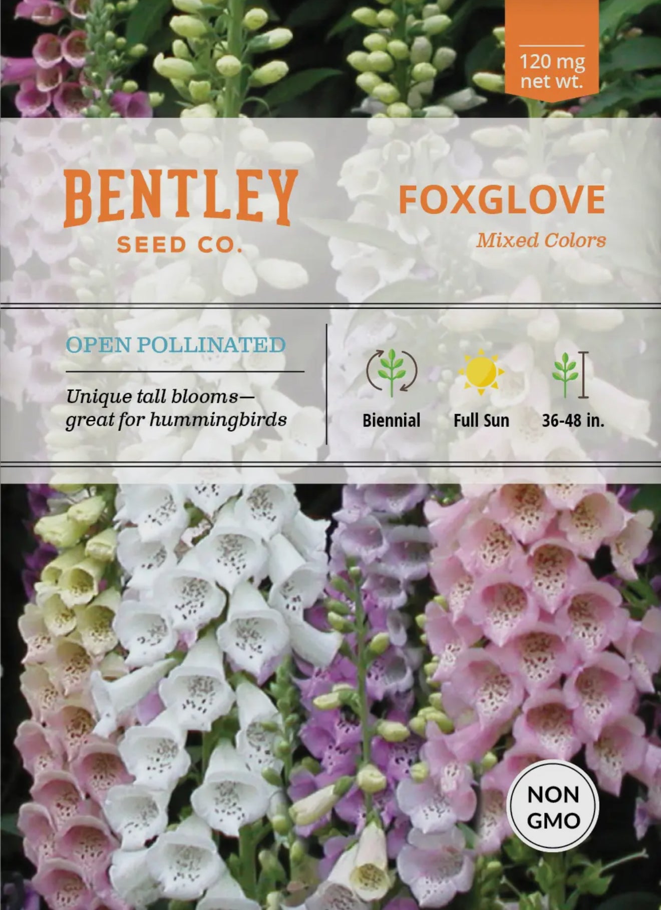 Bentley Seeds