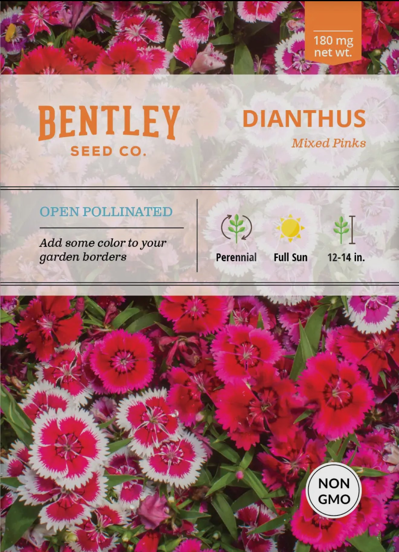 Bentley Seeds
