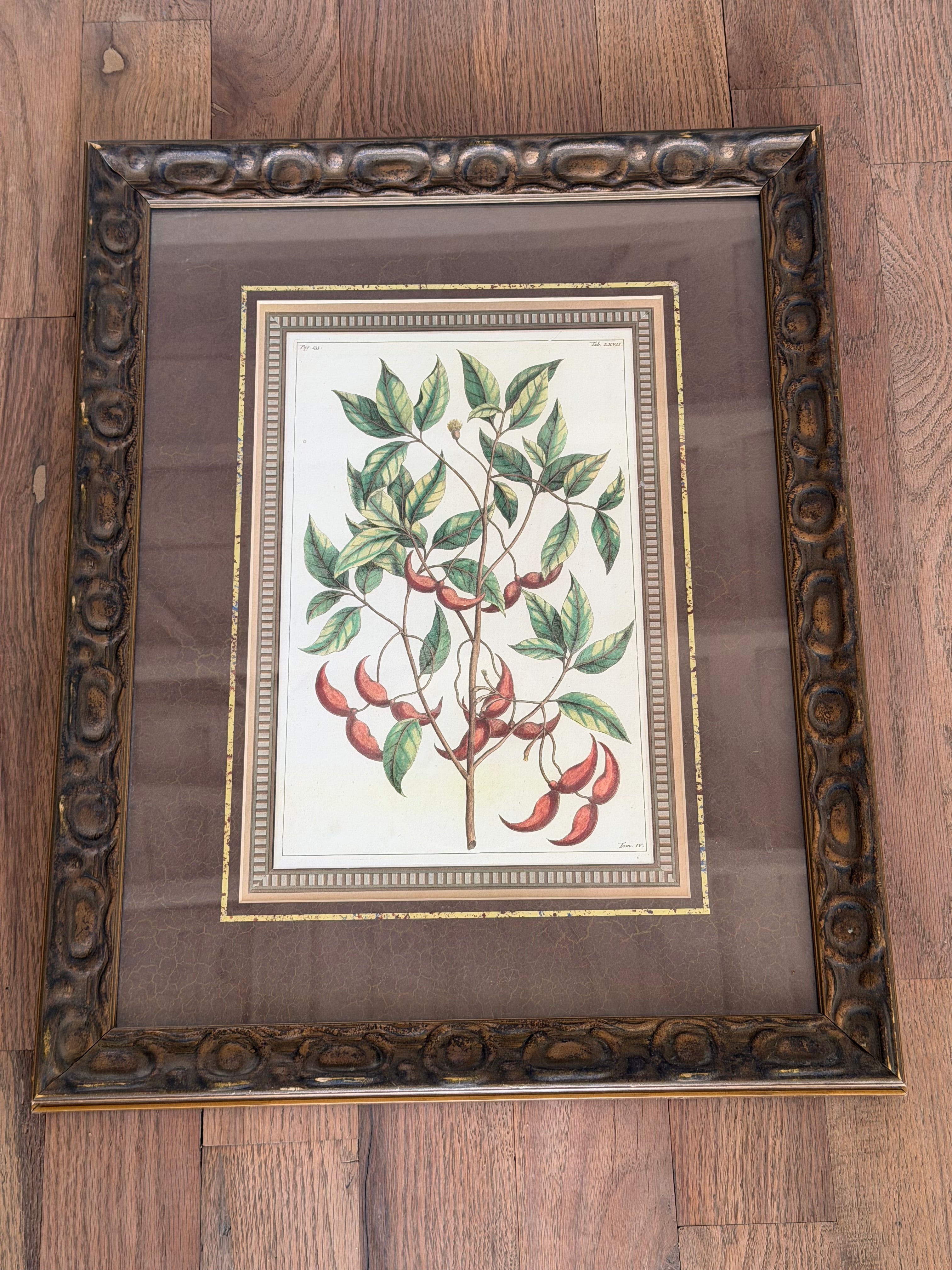 Framed Botanical Print in Ornate Frame