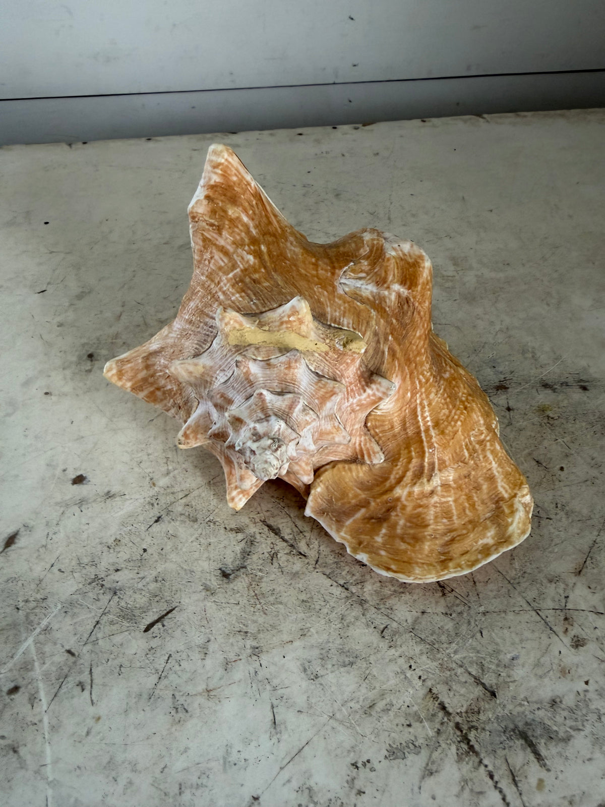 Queen Conch Shell
