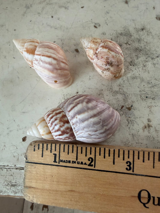 Fairyland Shells -Set of 3