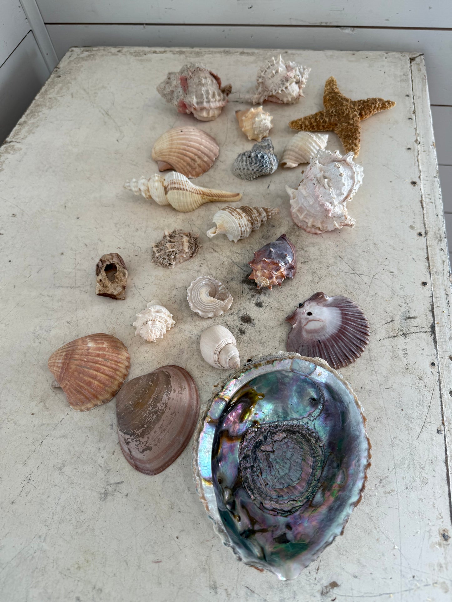 Assorted Seashells sold as set