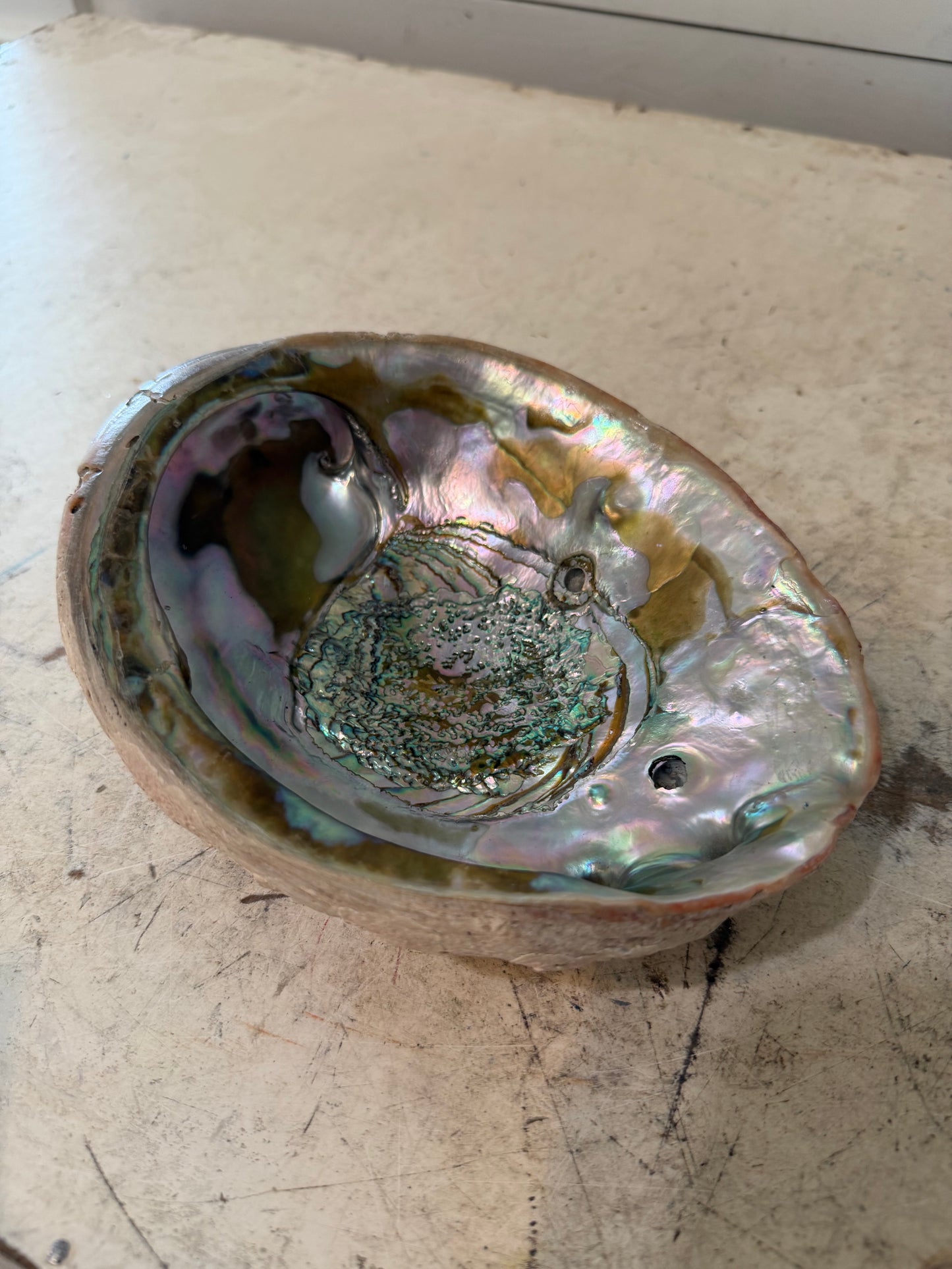Vintage abalone show