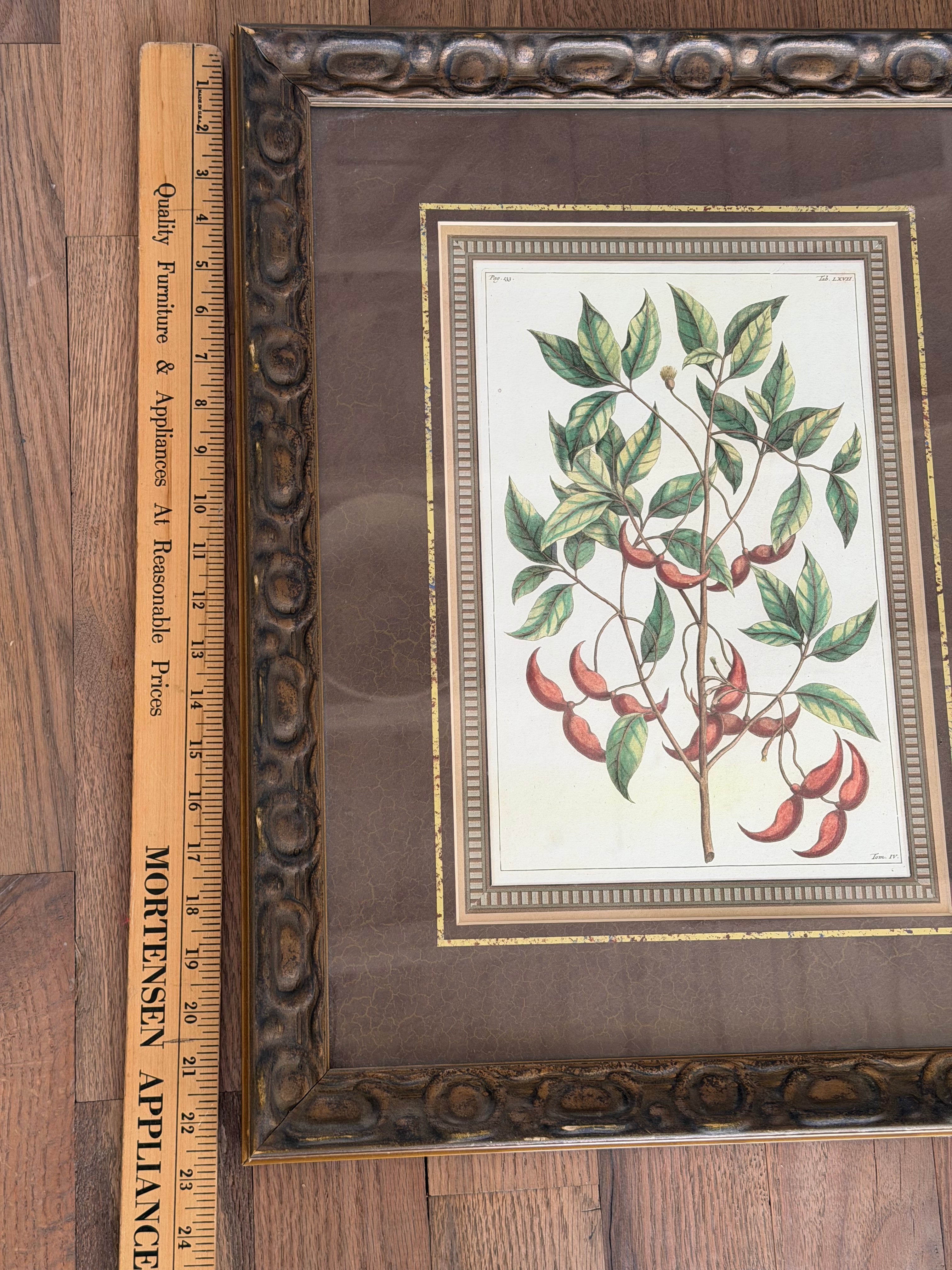 Framed Botanical Print in Ornate Frame