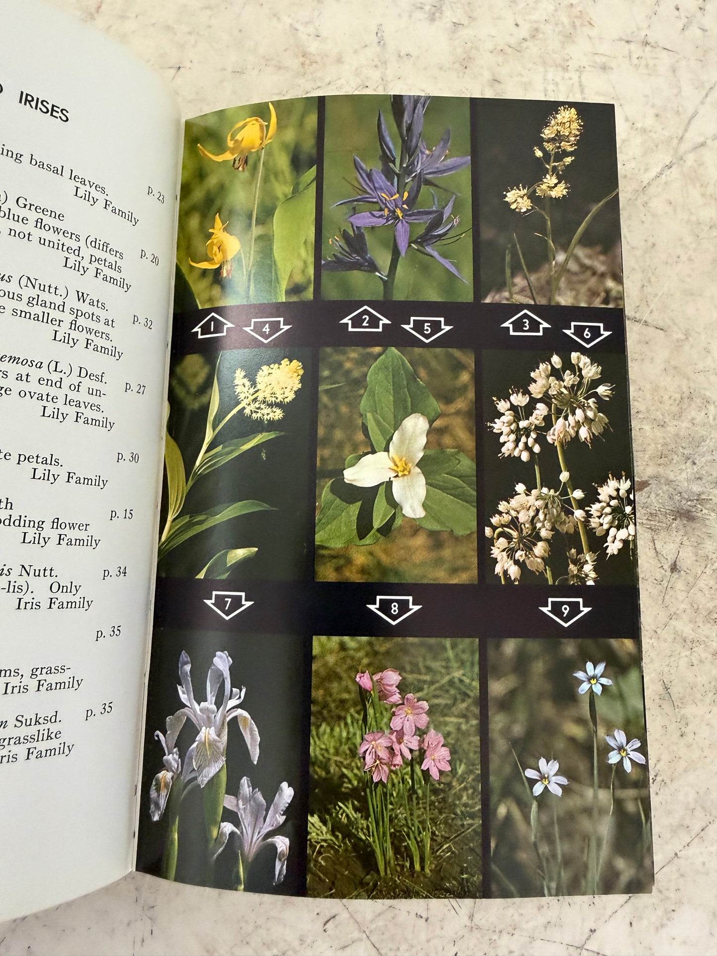 A Field Guide to Rocky Mountain Wildflowers by John Johnson Craighead, Frank C. Craighead Jr., and Ray J. Davis