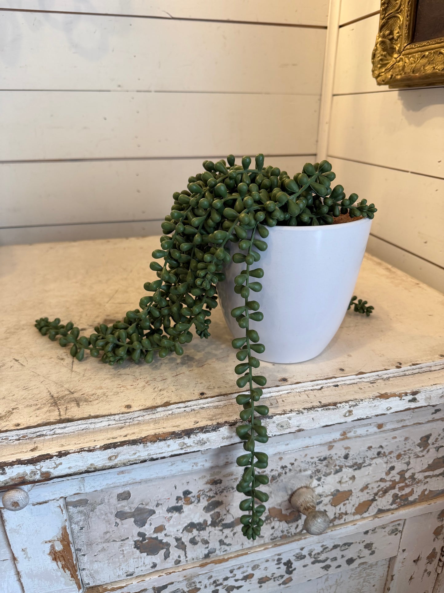 Faux String of Pearls Plant in Pot