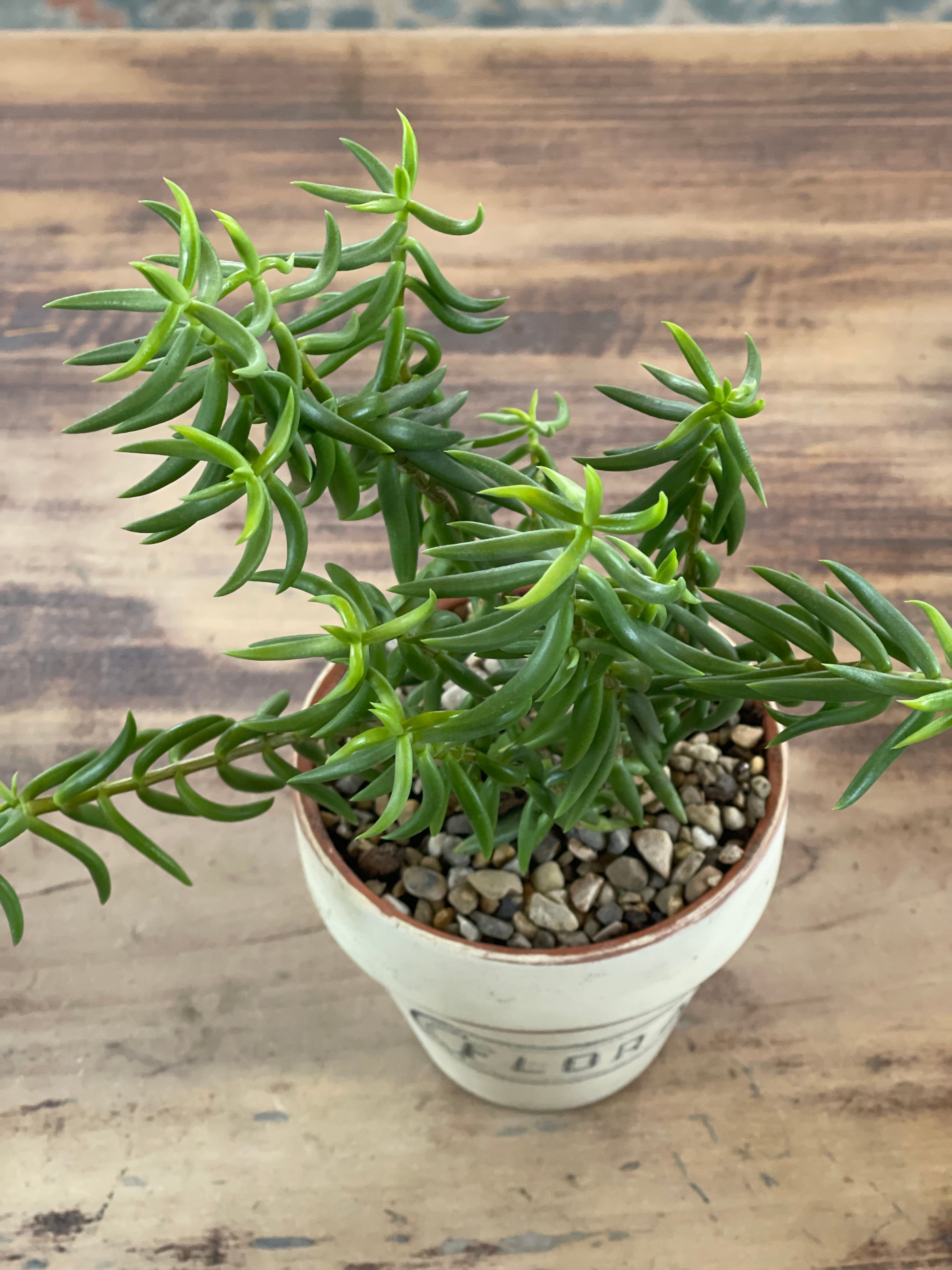 Flora Painted Terracotta Pot with Succulent