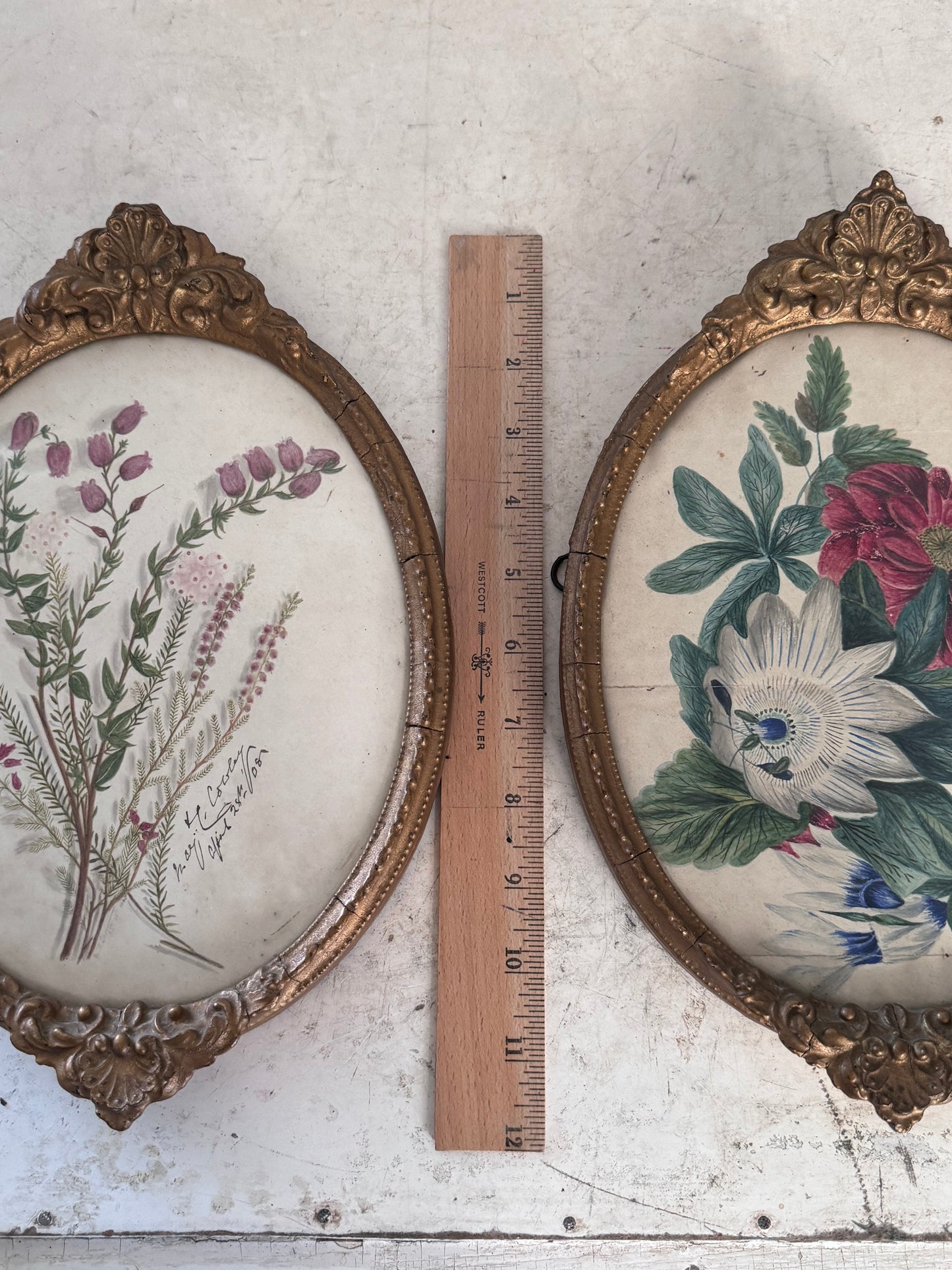 Georgian Contemporary Botanicals in Gold Plater Frames - sold as a set