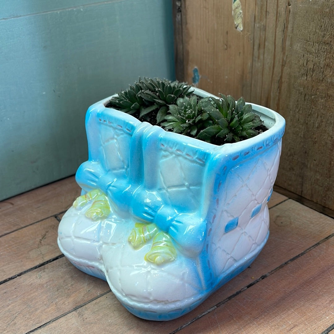 Vintage Baby Shoe Planter With Live Succulents