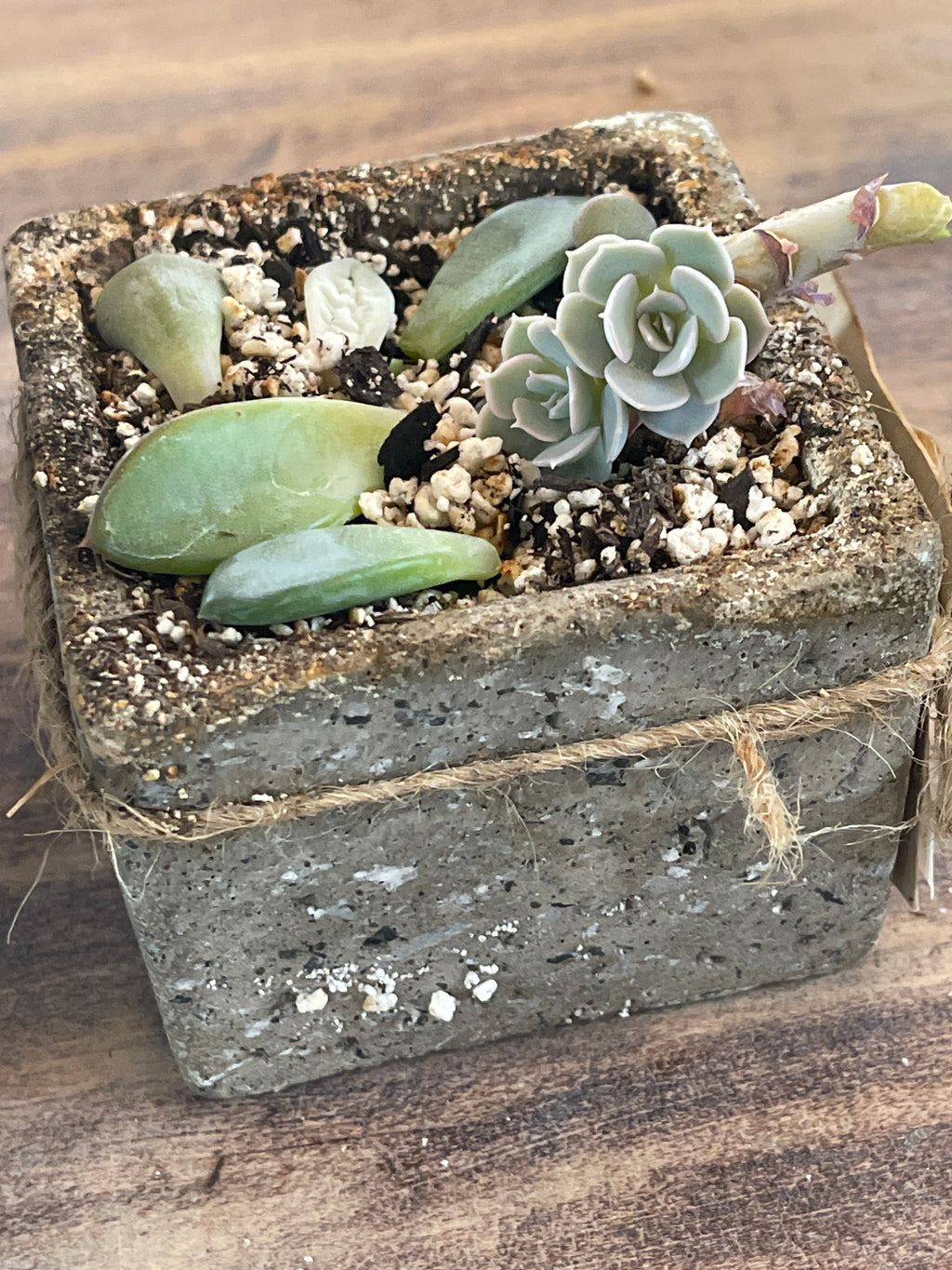 Pot with succulent - sold individually