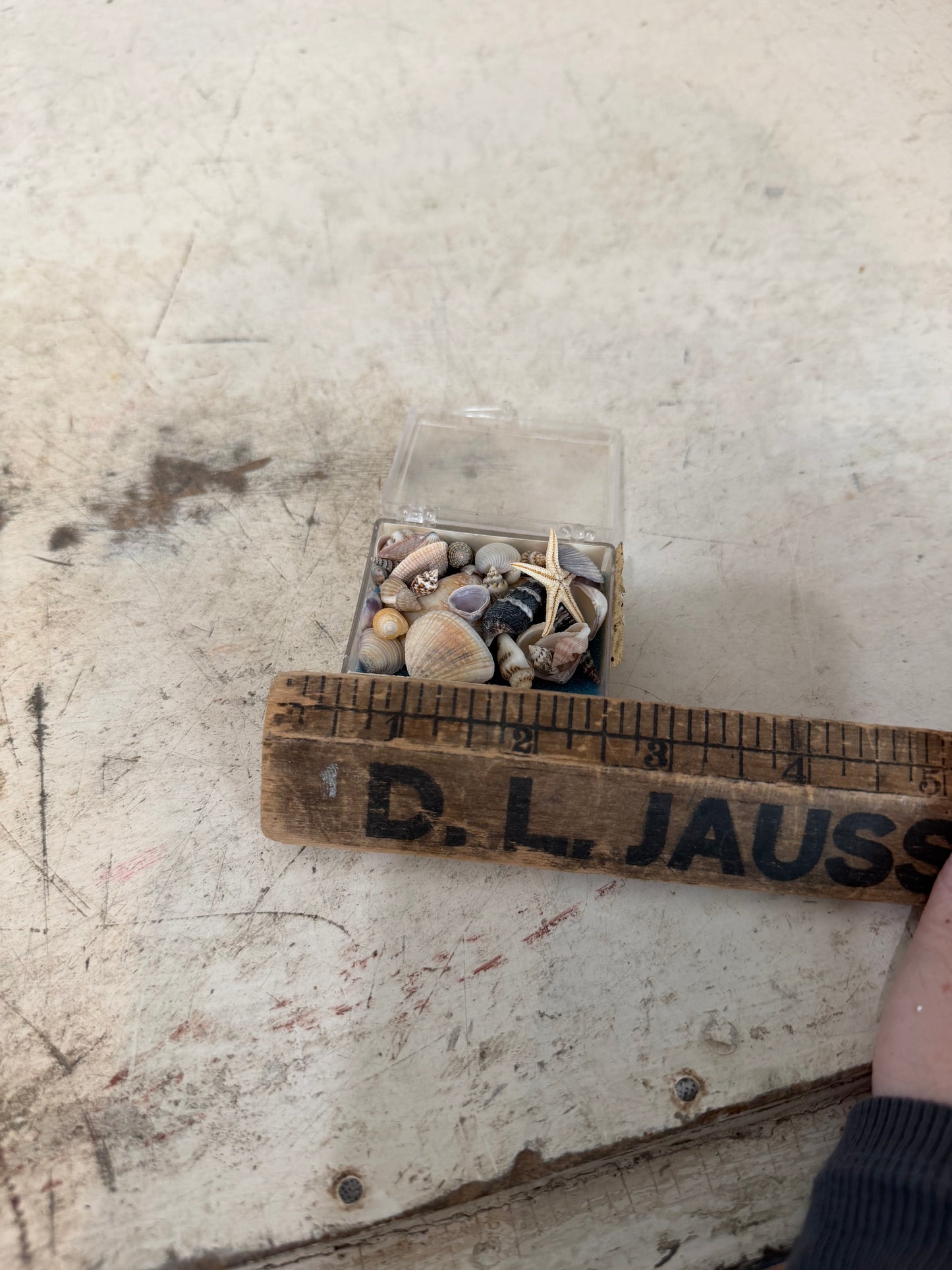 Set of tiny seashells