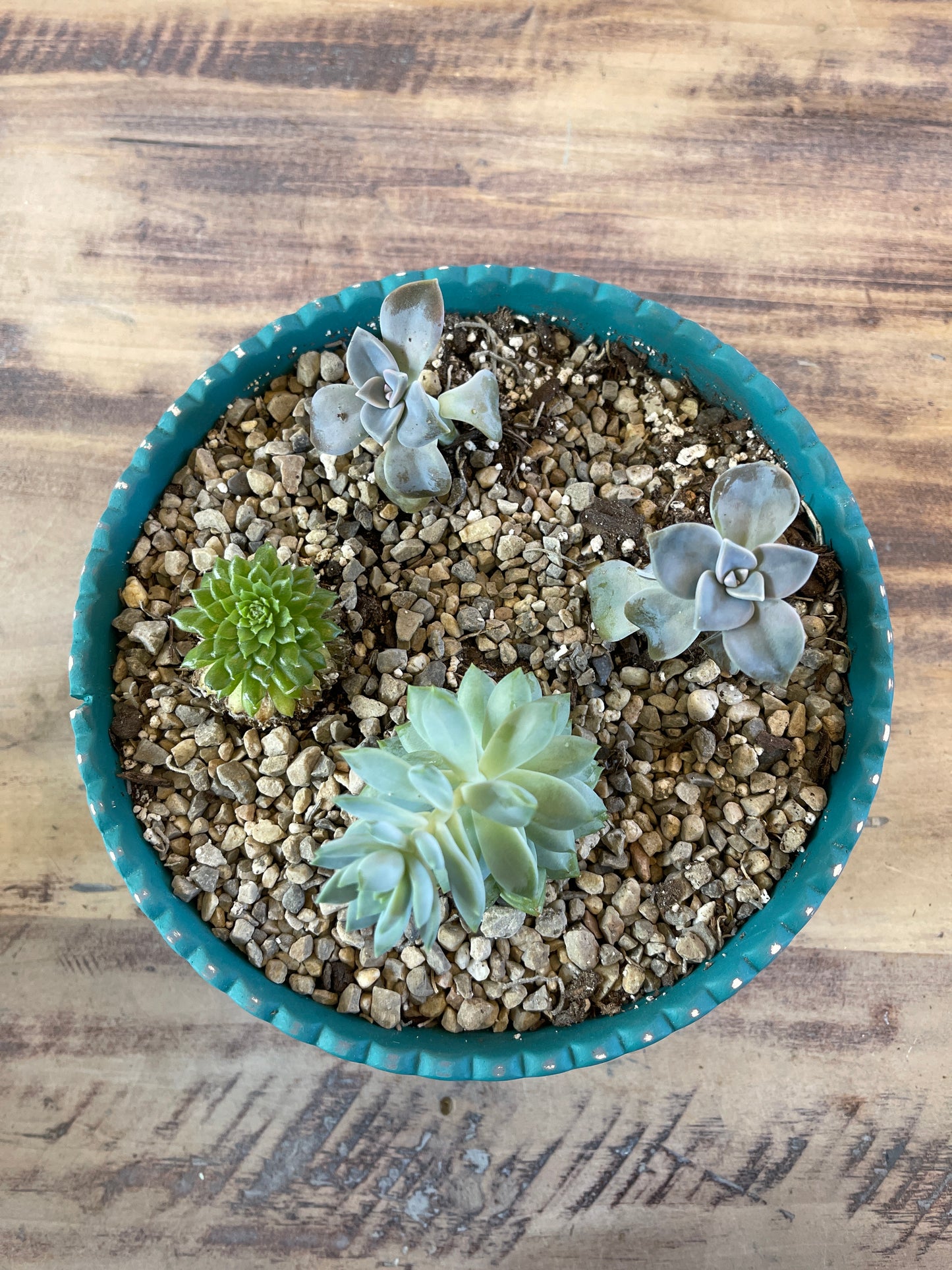 Hand painted plot planted with succulents - sold individually