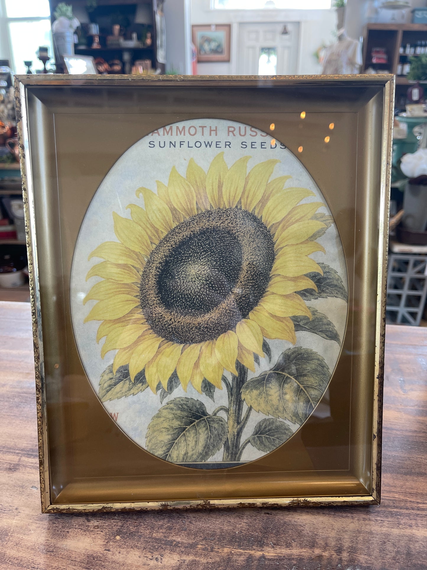 Sunflower Print in Brass Frame with Oval Mat