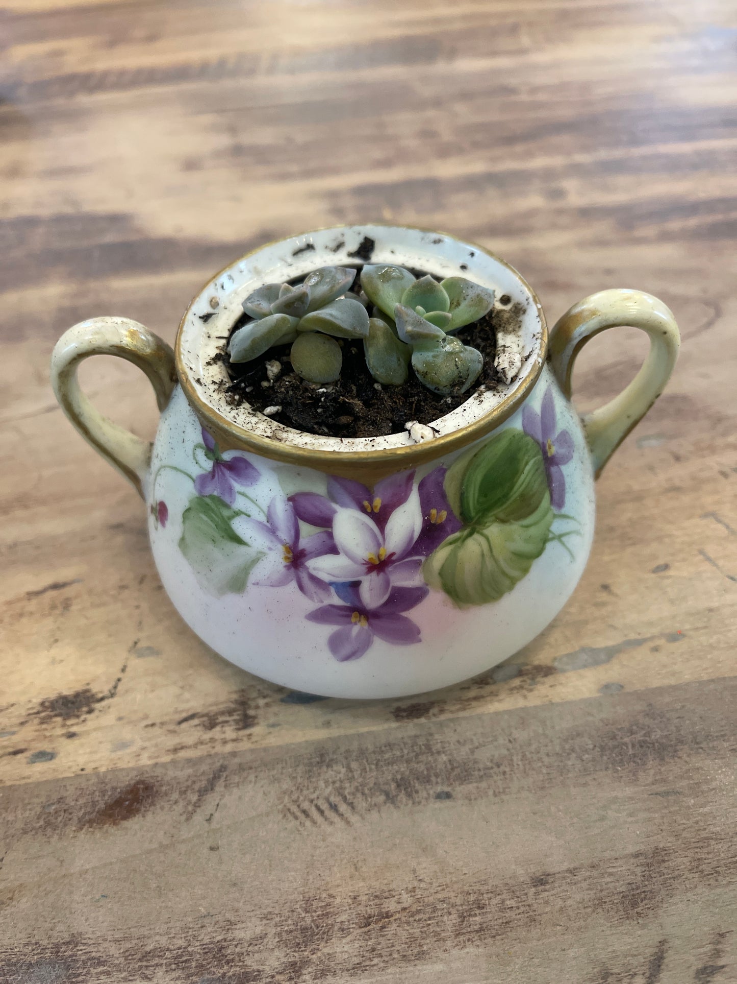Vintage hand painted sugar dish with live succulent