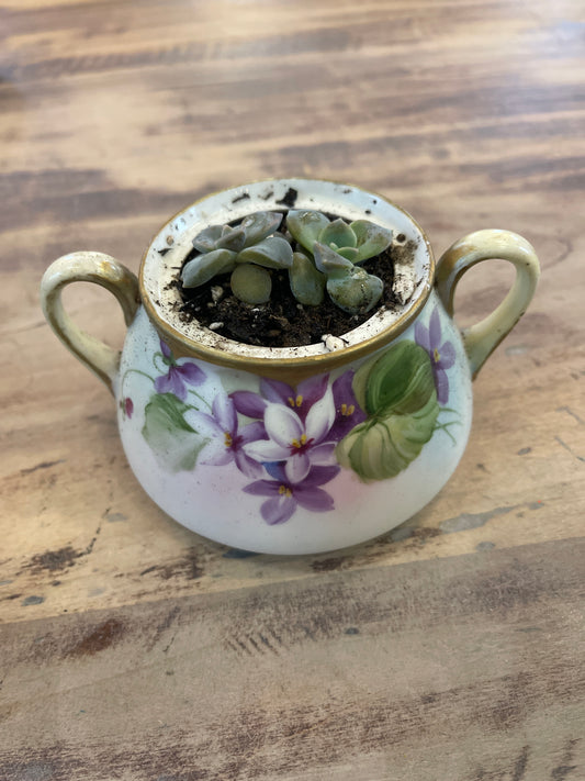 Vintage hand painted sugar dish with live succulent