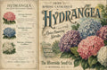 Hydrangea Blooms | JRV Medium Rice Paper