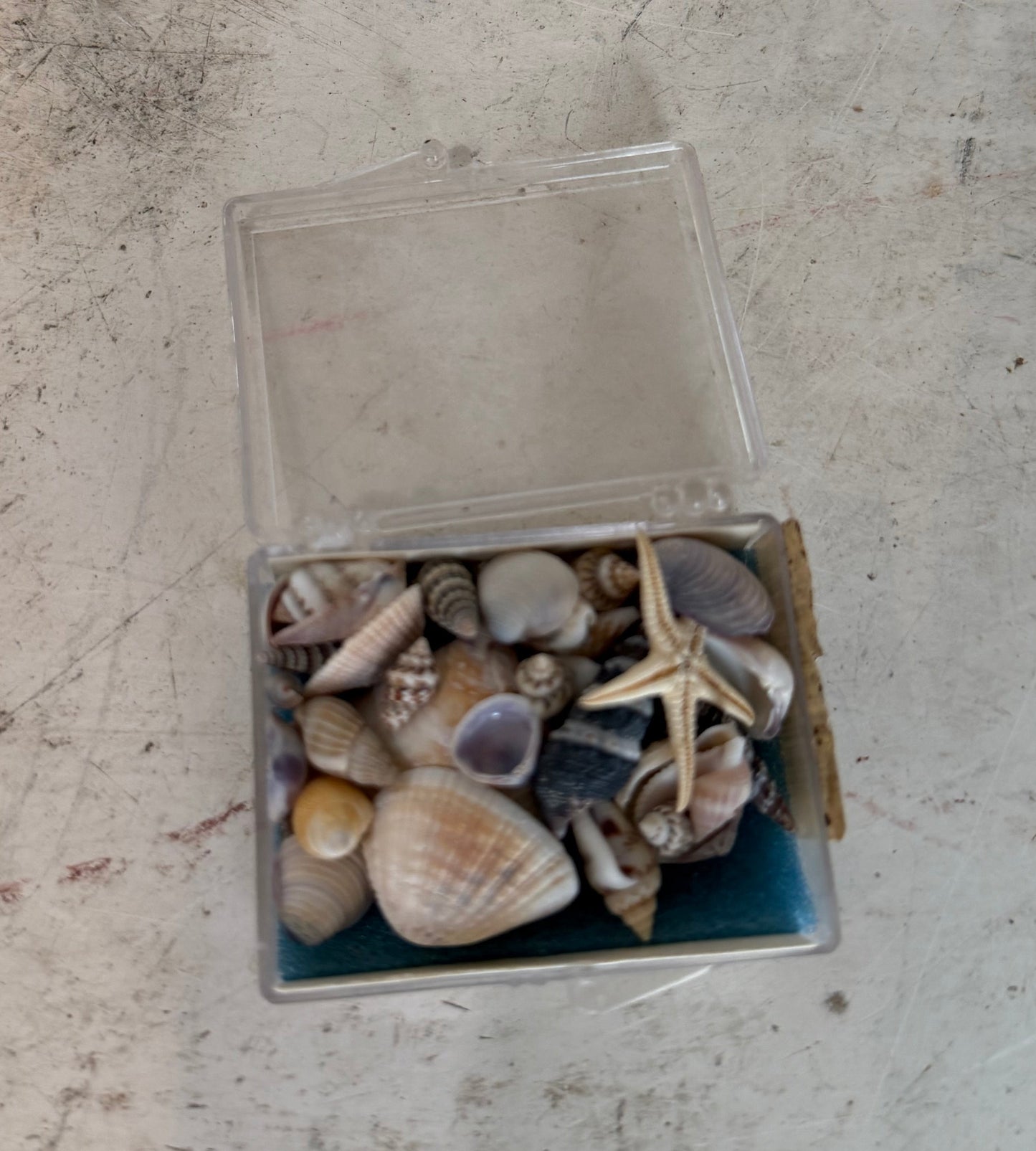 Set of tiny seashells