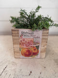 Vintage style fruit Box greenery not included