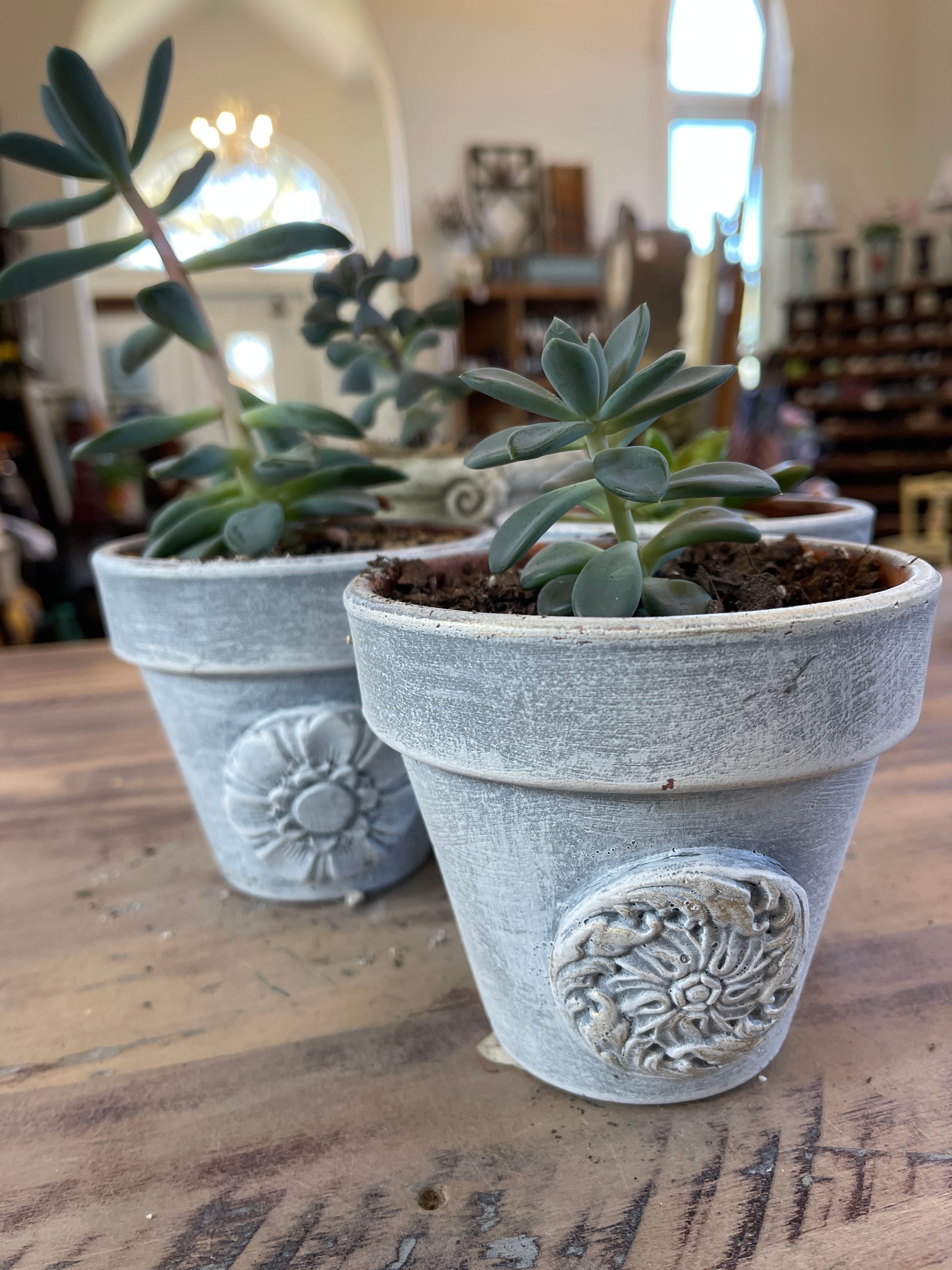 teal succulent pots Pot with succulent