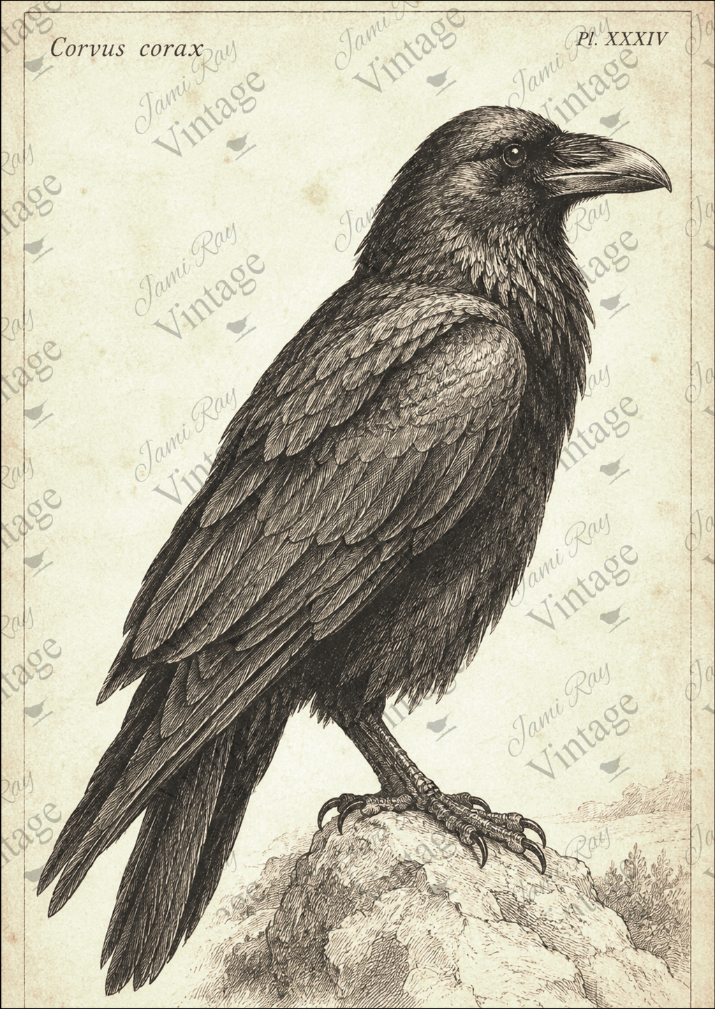 New Corvus Corax (Raven) | JRV A4 Rice Paper