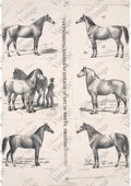 Principal Horses | Discontinued JRV A4 Rice Paper